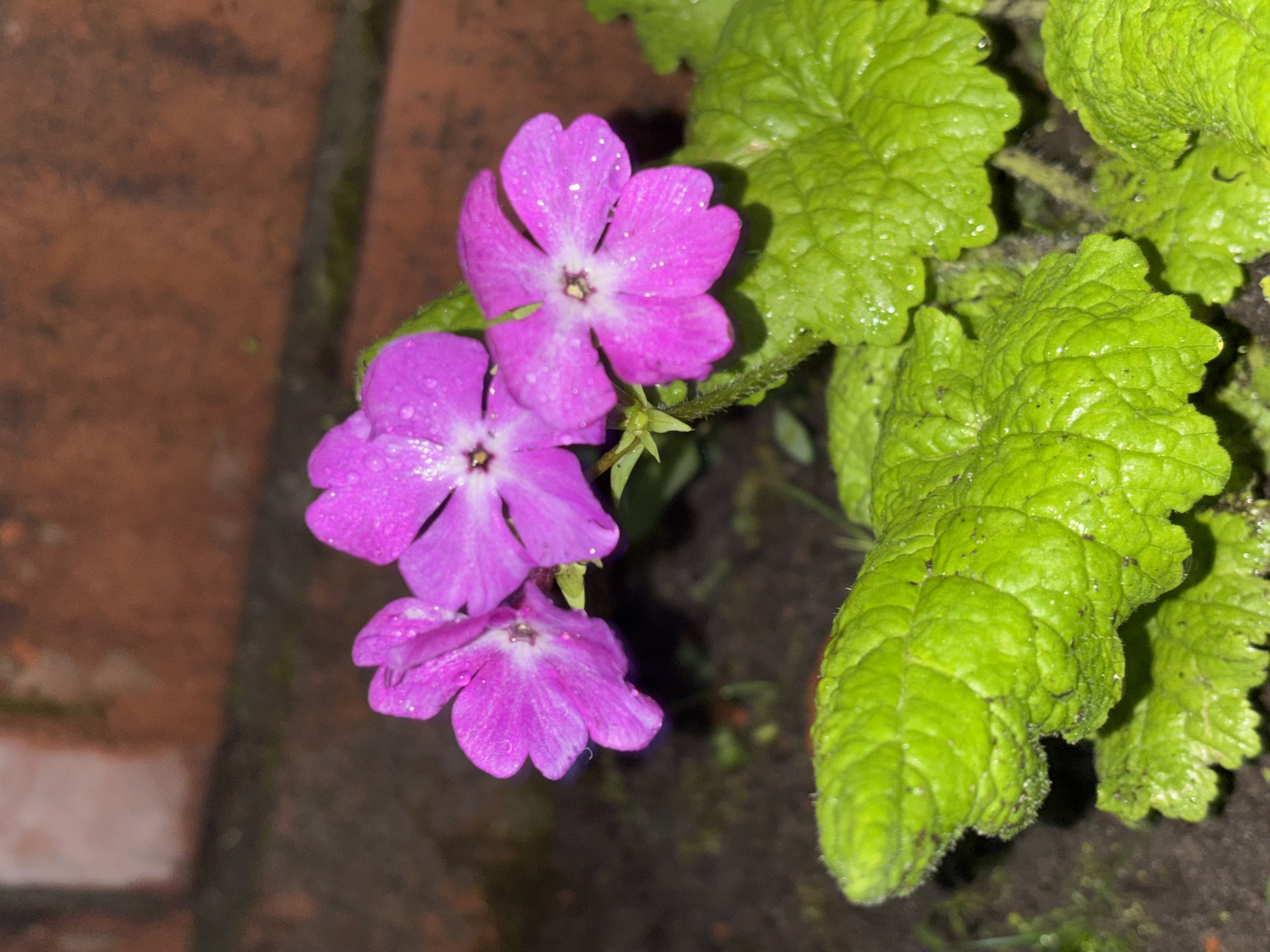 The image presents a close-up view of three vibrant pink-purple flowers and several lush green leaves, set in what appears to be a garden or outdoor environment in Красные Баки, Russia. The flowers, possibly primroses, each feature five petals with slight heart-shaped indentations at their tips and a lighter, almost white, central pistil/stamen area. Both the petals and the leaves are covered in numerous small, glistening water droplets, indicating either dew from the early morning or recent rainfall.
The leaves are a bright green, with a distinctly crinkled, textured surface and prominent veins, suggesting a type of plant like lemon balm. The background is softly blurred, showing a reddish-brown, brick-like surface on the left side, possibly part of a pathway or wall. Dark, damp soil is visible beneath and around the plants. The overall lighting is dim, emphasizing the details of the wet foliage and petals. No specific activity or event is taking place, and no text is visible in the frame. The image captures a serene moment of nature, highlighting the delicate beauty of the water-kissed plants.