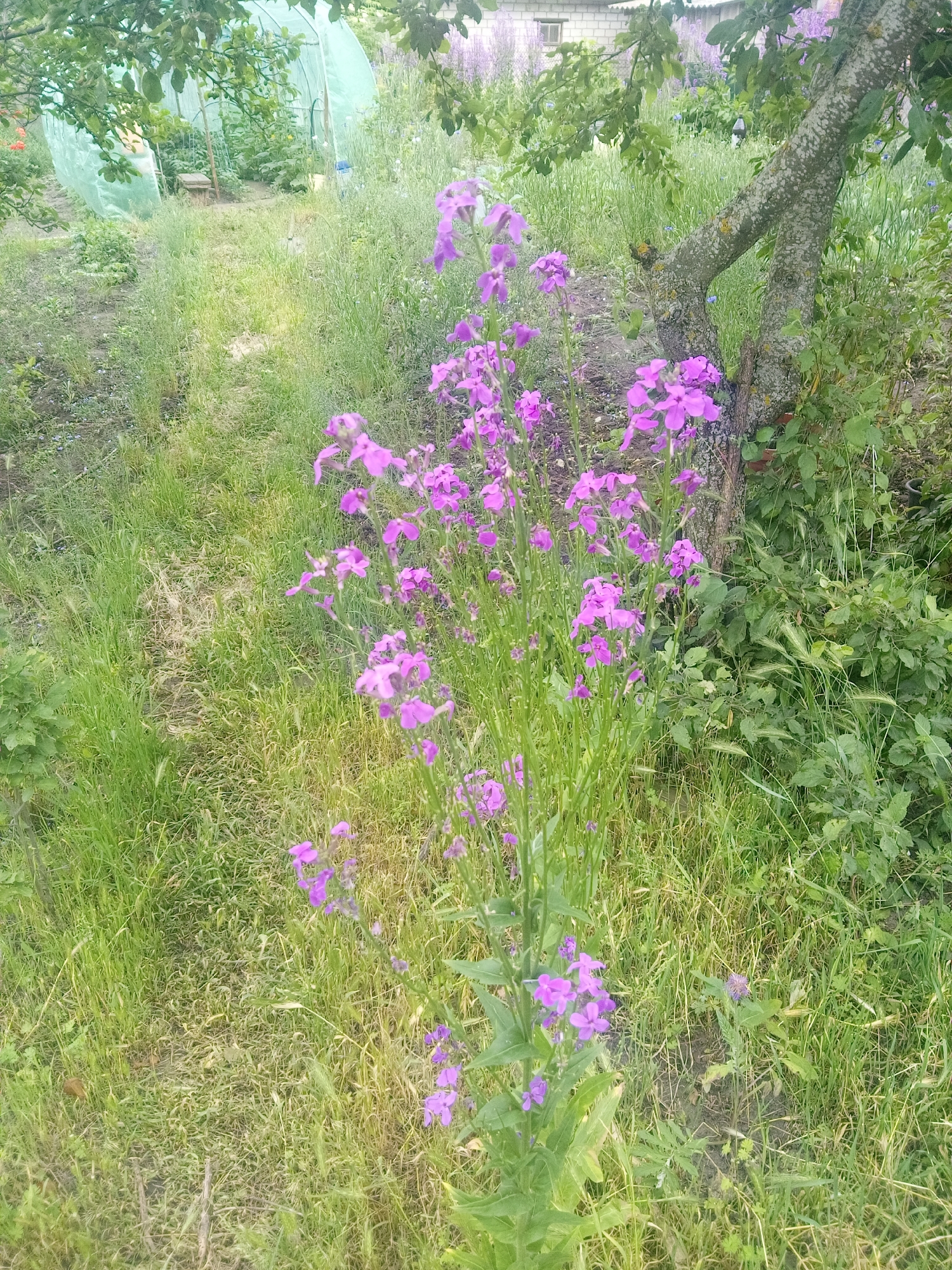 This image depicts an outdoor garden or yard located in Zelenyi Hai, Ukraine. The foreground features a prominent cluster of tall plants bearing numerous vibrant purple-magenta flowers. To the left, a narrow, unpaved path, sparsely covered with grass, recedes into the background. In the midground, to the left of the path, a semi-transparent, light green plastic-covered hoop tunnel or greenhouse structure is visible, containing internal plant growth. To the right, the base and lower branches of a mature deciduous tree with textured, greyish-green bark are present. The ground throughout the scene is primarily covered with green grass and various other herbaceous plants, some appearing wild. In the background, a low-rise building with light-colored walls and at least one window is visible towards the left. Beyond the tree and building, extensive areas of purple flowering vegetation, similar to those in the foreground, extend into the distant background. The scene is illuminated by diffused daylight, indicating an overcast sky or soft lighting conditions. No individuals or animals are present in the image.