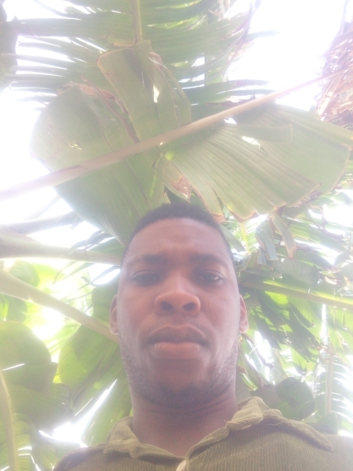 The image is a selfie of a man taken outdoors, looking directly into the camera. His face and upper torso are visible, occupying the lower half of the frame. He has dark hair, a neutral expression, and a light beard/stubble. He is wearing a green, possibly collared, shirt.
Above and around him, a dense canopy of large, broad green leaves is visible, likely belonging to a banana or palm tree. These leaves create a natural overhead covering. The background is extremely bright and appears overexposed, indicating strong sunlight filtering through and around the foliage. This suggests the photo was taken during the day under sunny conditions. The low-angle perspective looks upwards through the leaves, placing the man beneath them. There is no visible text. The setting appears to be a lush, possibly tropical or subtropical outdoor environment.