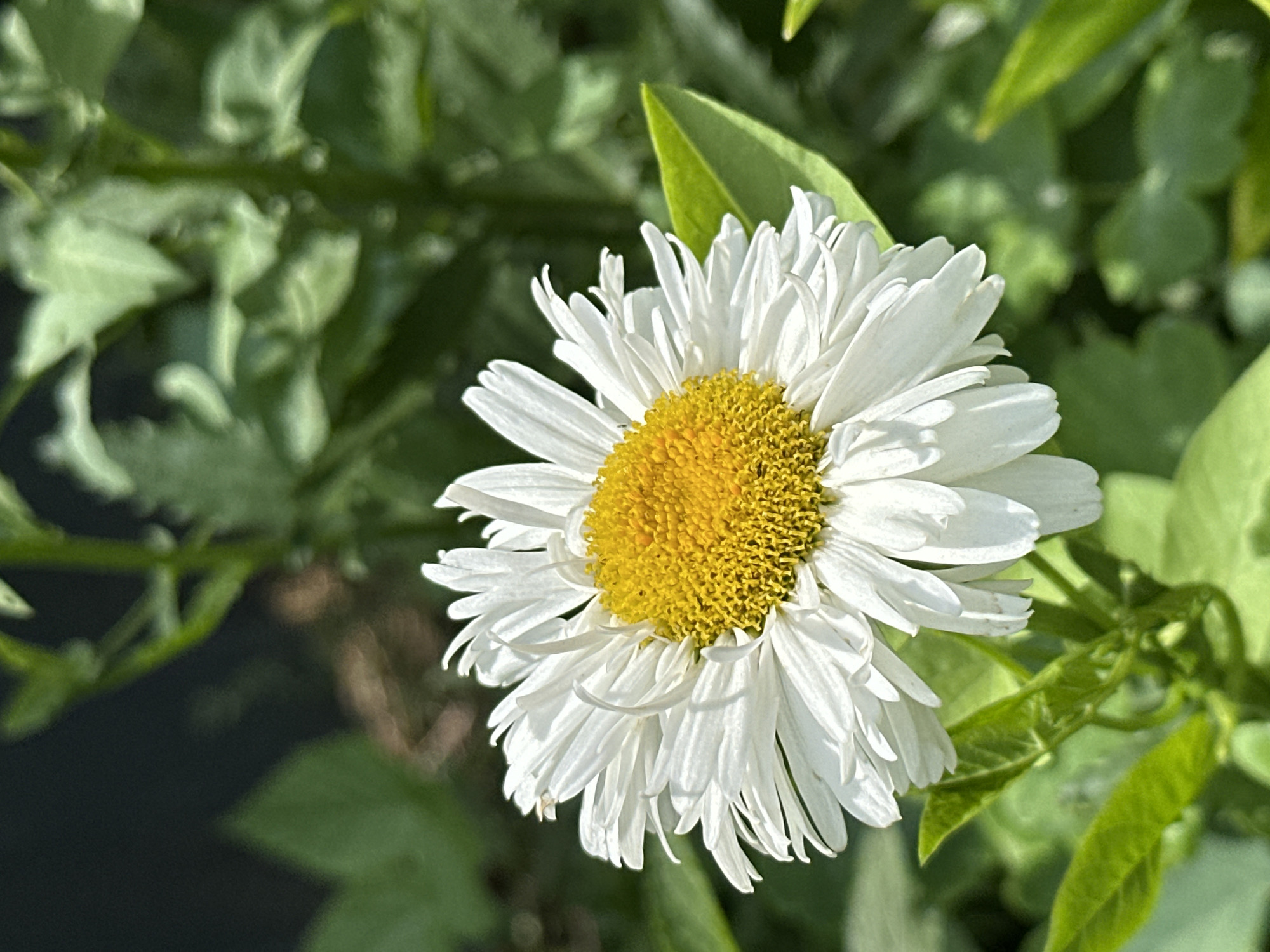 A single daisy with white ray florets and a yellow center is in focus against a blurred green background of foliage. The daisy is positioned in the center of the frame, angled slightly to the left. The petals are numerous and layered, some appearing slightly curled. The yellow center is textured with many small, tightly packed florets. Green leaves are visible in the foreground and background, some catching the sunlight. The scene is outdoors, suggesting a garden or natural setting. No specific landmarks or features indicative of Izobilnyy, Russia, are discernible.