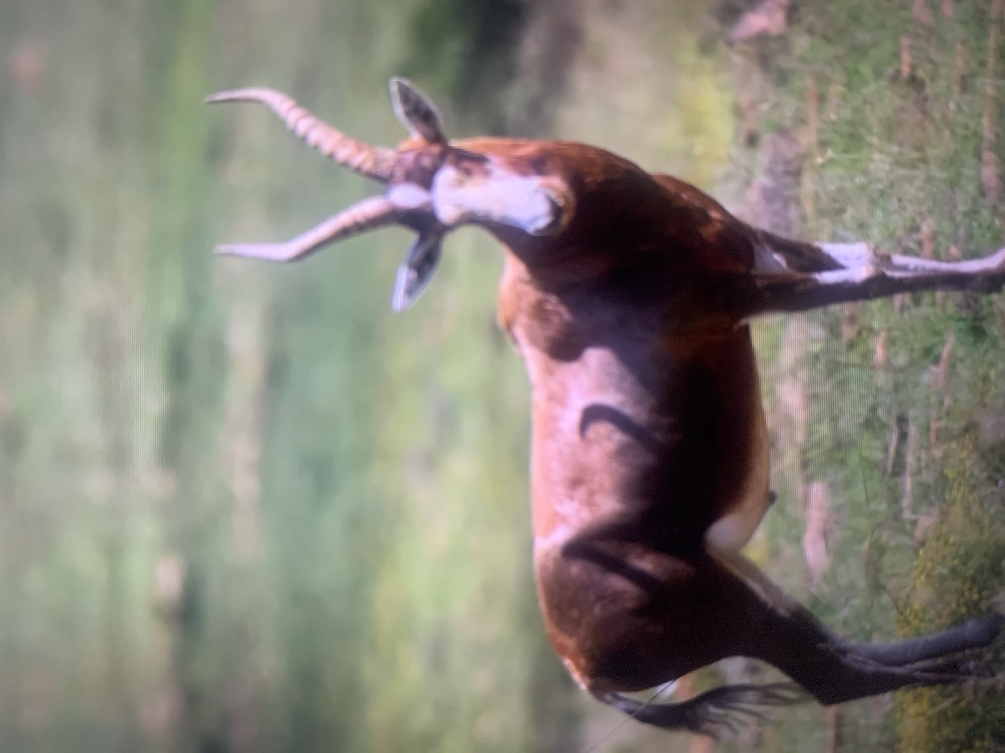The image shows a brown antelope with white markings on its face and legs, standing in a grassy field. The antelope is facing the camera, with its head turned slightly to the left. It has a dark brown body with a lighter brown underside. Its legs are dark brown, and its hooves are black. The antelope has a white stripe running down its face, from its forehead to its nose. It also has white markings on its legs. The antelope's horns are curved and ridged, and they are dark brown in color. The background of the image is a blur of green and brown, suggesting that the antelope is in a natural environment. There is no indication of the city of Almaty, Kazakhstan, in this image.