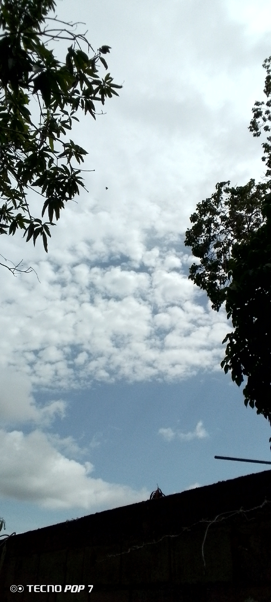 The image shows a view of the sky with clouds and foliage from a low vantage point, possibly looking up from a courtyard or street in Altagracia, Venezuela. In the foreground, a dark, textured surface, possibly a wall or rooftop, stretches across the bottom of the frame. Above this, the sky is a mixture of blue and white, with fluffy cumulus clouds. Dark silhouettes of tree branches and leaves frame the sky on the left and right sides. A small bird is visible in flight in the upper left quadrant of the sky. The lighting suggests it is daytime, likely overcast or with scattered clouds. A watermark at the bottom left corner of the image reads "TECNO POP 7".
