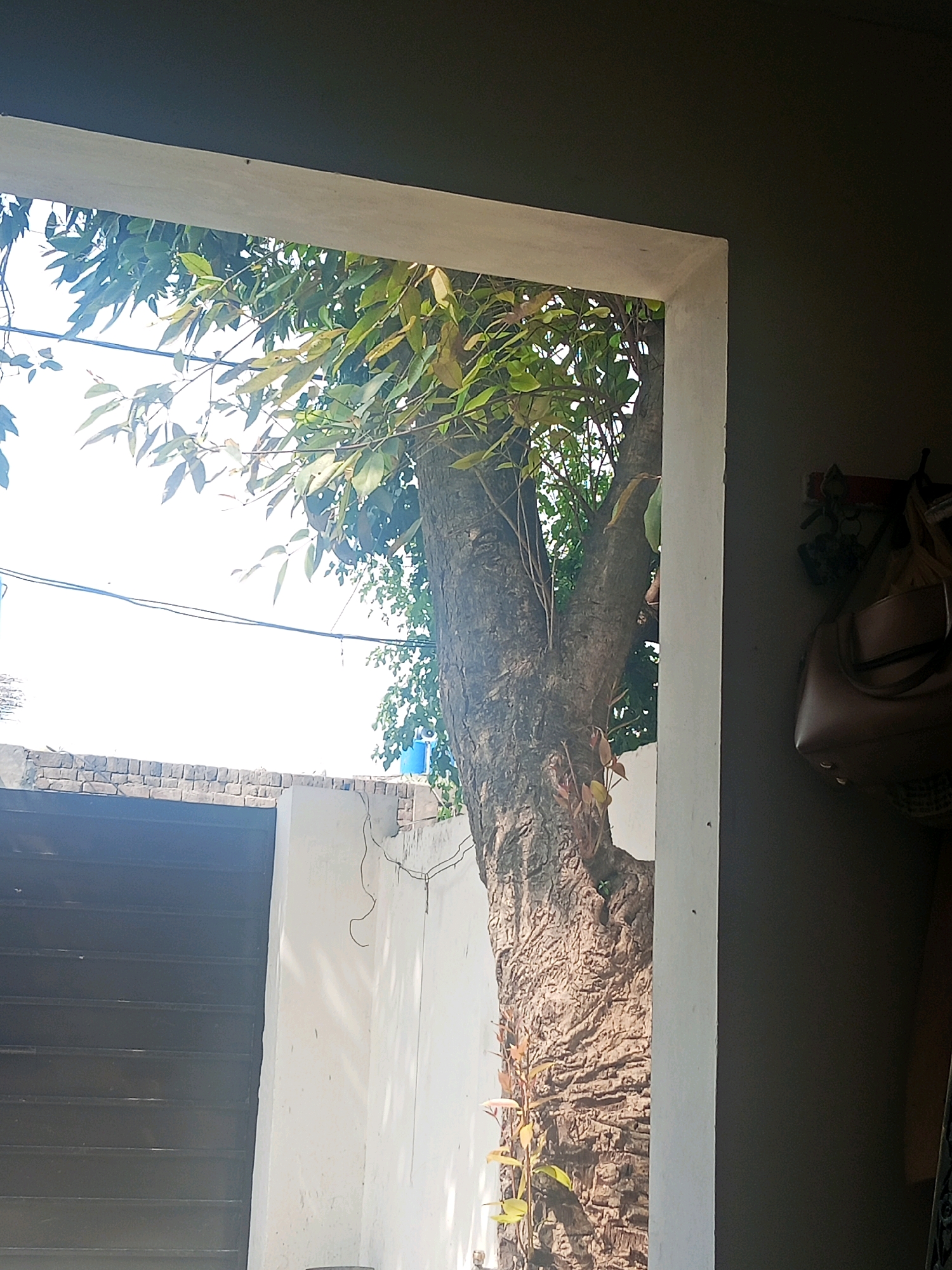 The image shows a view from inside a room looking out through a doorway or window frame. In the foreground, a thick tree trunk with rough bark is visible, partially obscured by the frame. The tree has green leaves and some lighter, newer growth at its base. Beyond the tree, a bright sky is visible with some power lines crisscrossing it. Below the sky, there is a brick wall and a dark-colored gate, likely a garage door or entrance. To the right of the tree, inside the room, a dark gray wall is seen, with a brown handbag and some keys hanging on a hook. The overall scene suggests a residential setting in Bhedian - Nai Basti, Pakistan, possibly a courtyard or garden area visible from within a house.