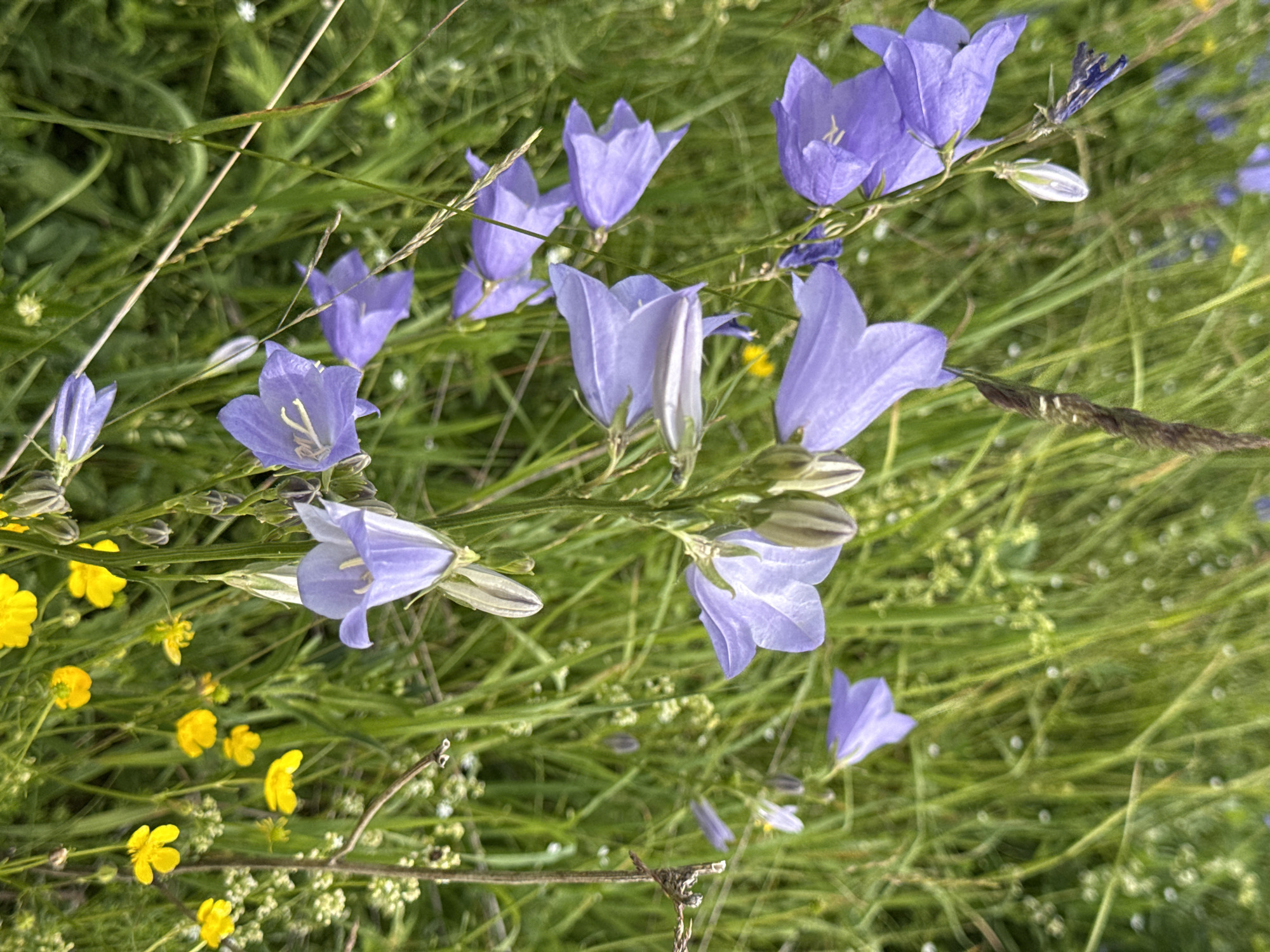 The image depicts a close-up, slightly tilted view of a cluster of bell-shaped flowers, primarily in shades of light purple and blue, set against a backdrop of lush green grass and other wildflowers. The bellflowers are the main subjects, with several in focus, showcasing their delicate petals and stamens. Some flowers are fully open, while others appear to be buds. Interspersed among the bellflowers are smaller yellow buttercups and tiny white flowers, adding a vibrant contrast to the scene. The setting is a natural, grassy meadow, suggesting an outdoor environment. The lighting appears to be natural daylight, possibly late morning or early afternoon, given the brightness and the absence of harsh shadows. The overall mood is serene and natural, evoking a sense of a peaceful summer day. There is no visible text in the image. The scene is set in Kalinino, Russia.