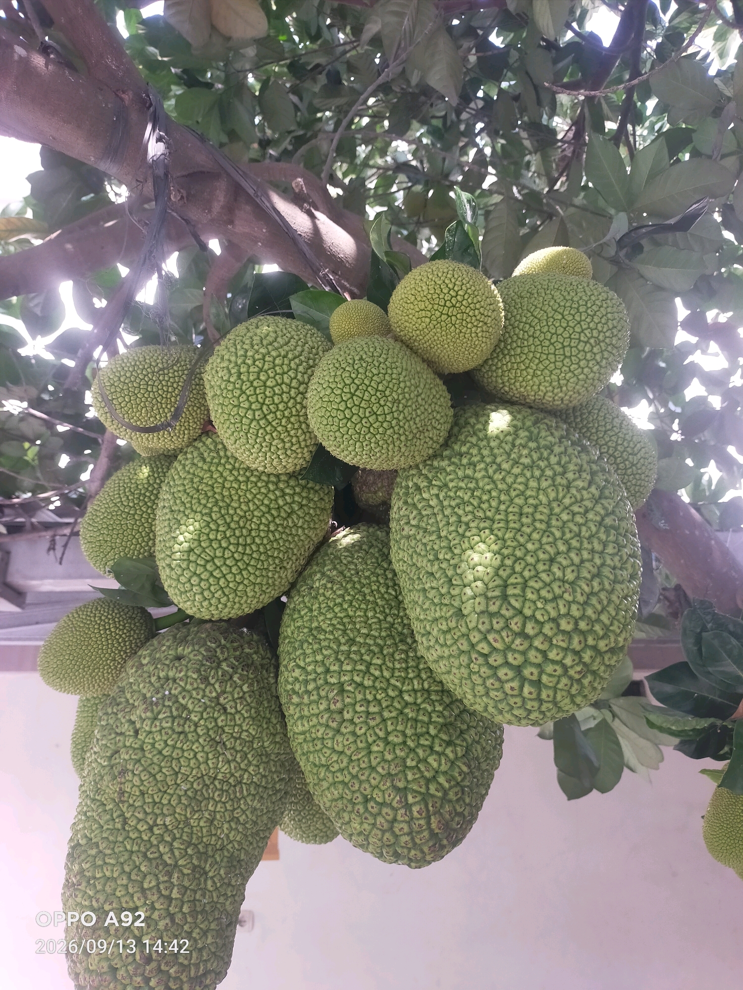 A cluster of green jackfruits hangs from a tree, their spiky surfaces catching the sunlight. The fruits vary in size, with some smaller and rounder, while others are larger and more elongated. The tree's branches are thick and brown, covered in leafy foliage that creates a dappled effect with the light filtering through. The background is a bright, out-of-focus sky. The scene appears to be outdoors, likely in a tropical or subtropical region. A timestamp at the bottom left corner of the image reads "OPPO A92 2026/09/13 14:42". The location in the city of Kubangkangkung, Indonesia, is implied by the overall context.