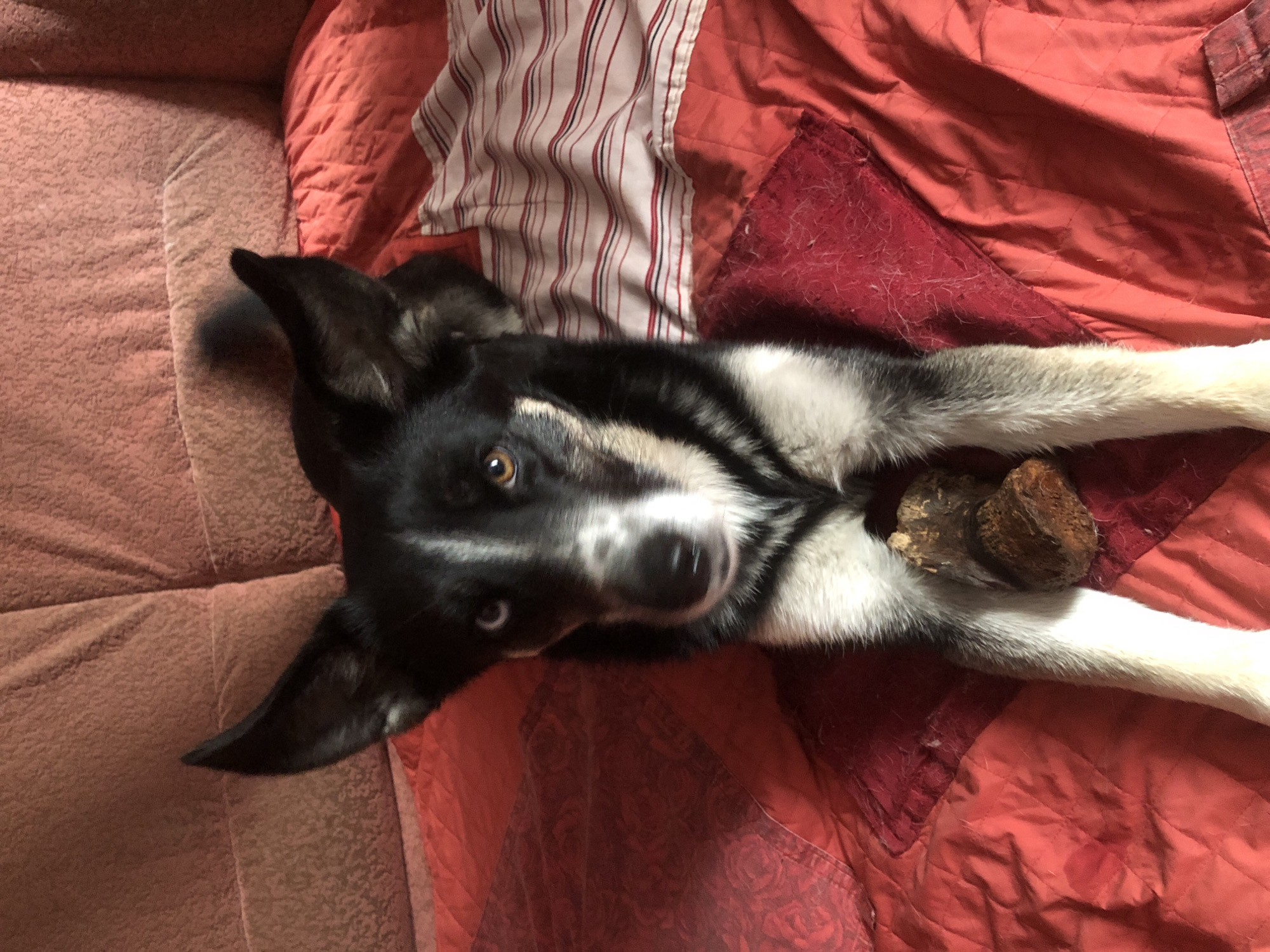 A black and white dog with heterochromia, one blue eye and one brown eye, is lying on a red quilted surface. The dog is holding a brown, wood-like chew toy between its front paws. The background consists of a textured, rose-colored upholstery and a red and white striped fabric. The scene appears to be indoors, possibly in a residential setting in Khmilnytsia, Ukraine.