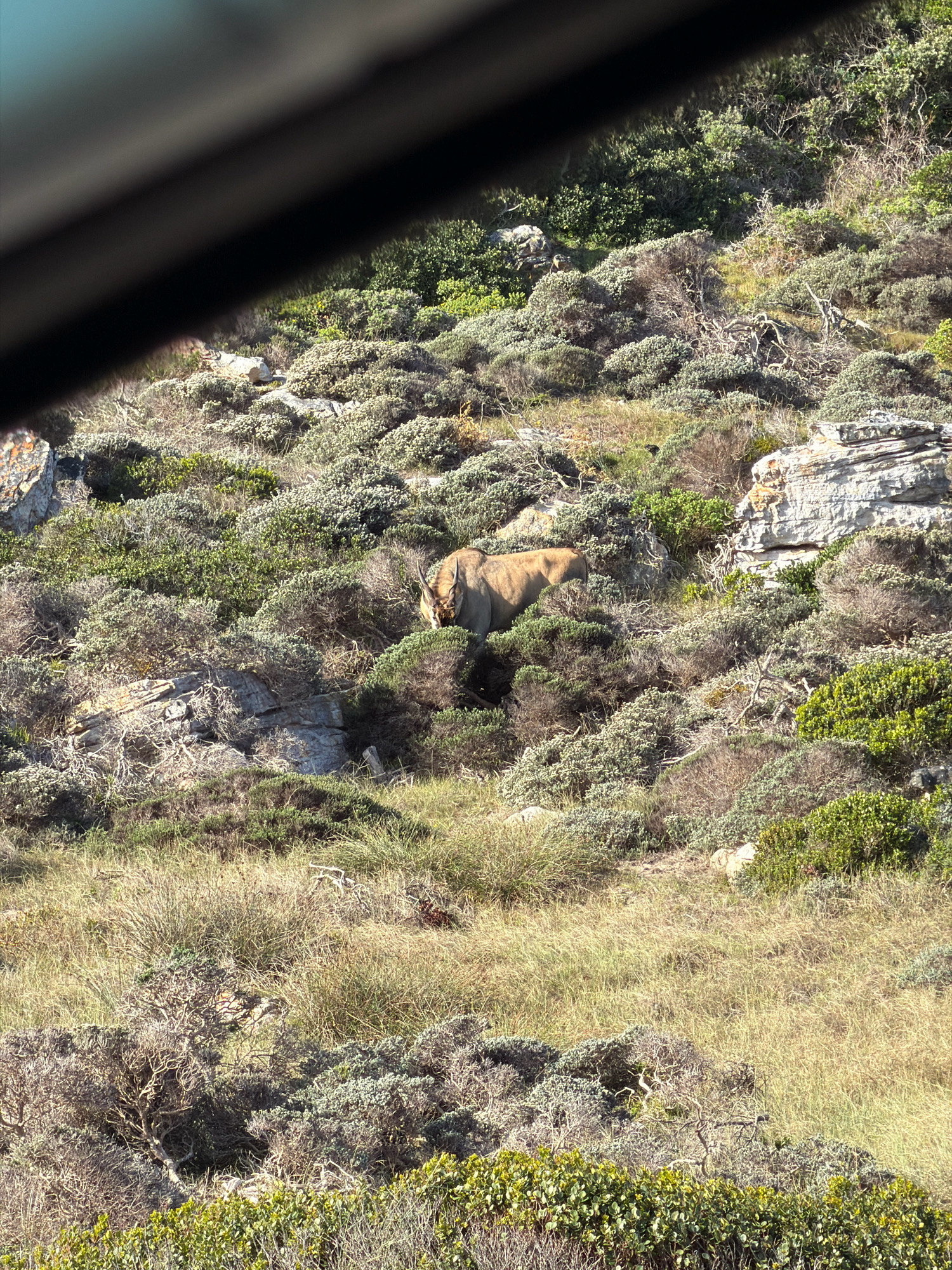 A lion is visible on a rocky, vegetated hillside. The lion is light brown with a lighter mane and is facing to the left. The landscape is a dry, grassy slope covered with shrubs and rocks. The image appears to have been taken from a vehicle, as a dark, blurry object is visible in the foreground, partially obscuring the view of the landscape. The location is likely within the Cape Peninsula National Park, such as Lion's Head or the Cape of Good Hope Nature Reserve, which are known habitats for lions in Cape Town, South Africa.