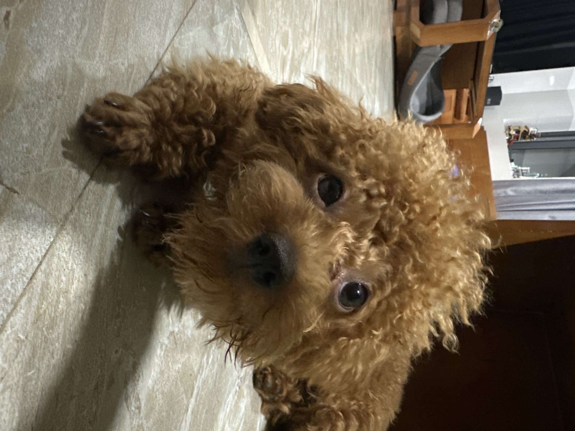A brown poodle dog lies on a tan, patterned tile floor. The dog is facing the viewer with its head tilted slightly. It has curly fur and dark eyes. To the right of the dog is a brown wooden structure. In the background, through a doorway, is a glimpse of a room with light gray surfaces.
There is no discernible evidence within the image to verify that the location is Bac Nha Trang Ward, Vietnam.