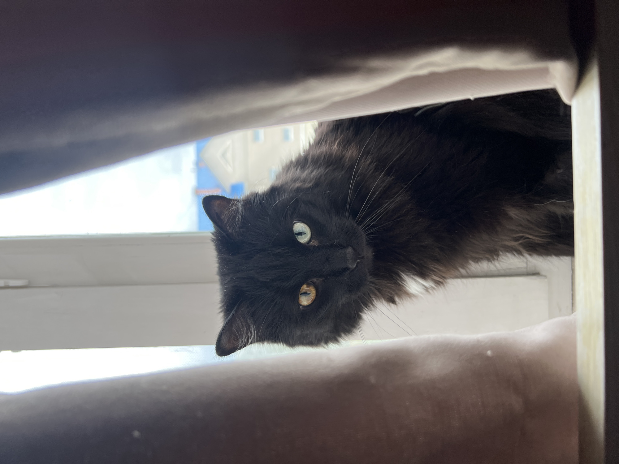 A black, long-haired cat with heterochromia sits on a windowsill, peeking from behind a light-colored curtain. The cat's left eye is gold, and its right eye is blue-green. A white patch of fur is visible on its chest. Outside the window, a building with a blue roof is visible against a bright sky. The image was taken in Chaikovsky, Russia, on a windowsill that appears to be in a residential building.
