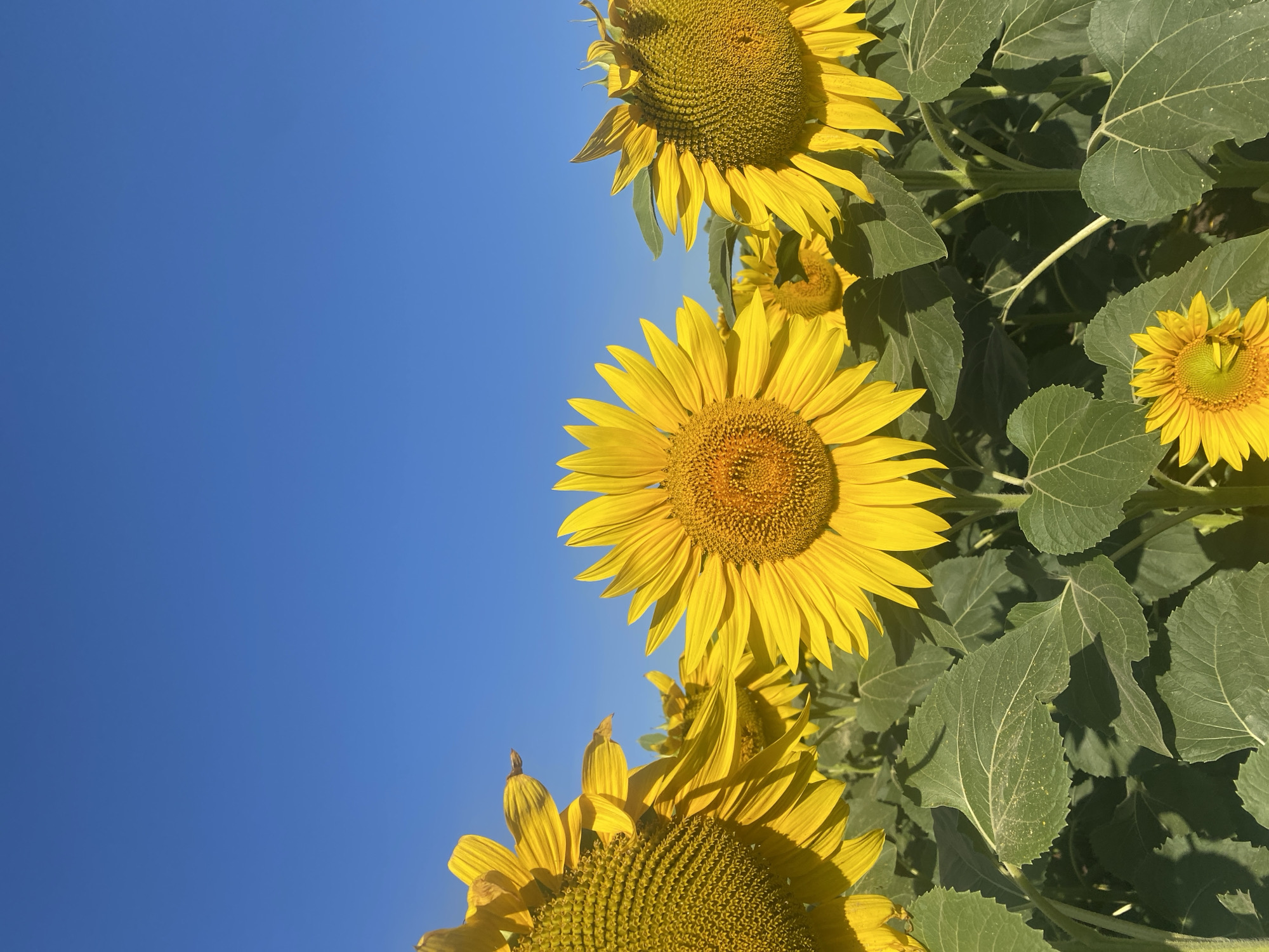 In a field of sunflowers under a clear blue sky, three large sunflowers are prominently featured in the foreground, with their bright yellow petals facing the viewer. The sunflower in the center is fully open and in sharp focus, while the sunflower on the left is partially visible, and the sunflower on the right is also in clear view. The lush green foliage of the sunflower plants fills the lower portion of the image. The scene is set in Novooleksandrivs'ke, Ukraine, a location known for its agricultural landscapes.
