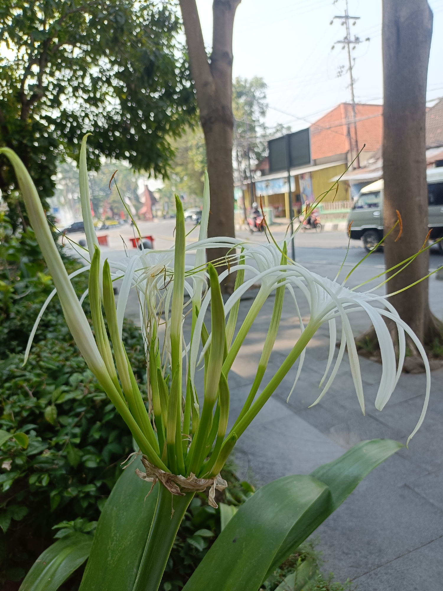 An outdoor, medium-shot, eye-level, natural light photograph shows a cluster of white spider lily flowers in the foreground. The flowers are white with long, thin petals and green buds and stems. One large green leaf is visible in the lower right corner. Behind the flowers, a paved walkway and a street can be seen, with traffic and buildings in the background. Trees are also present on either side of the walkway. The location is in Kediri City, Indonesia.