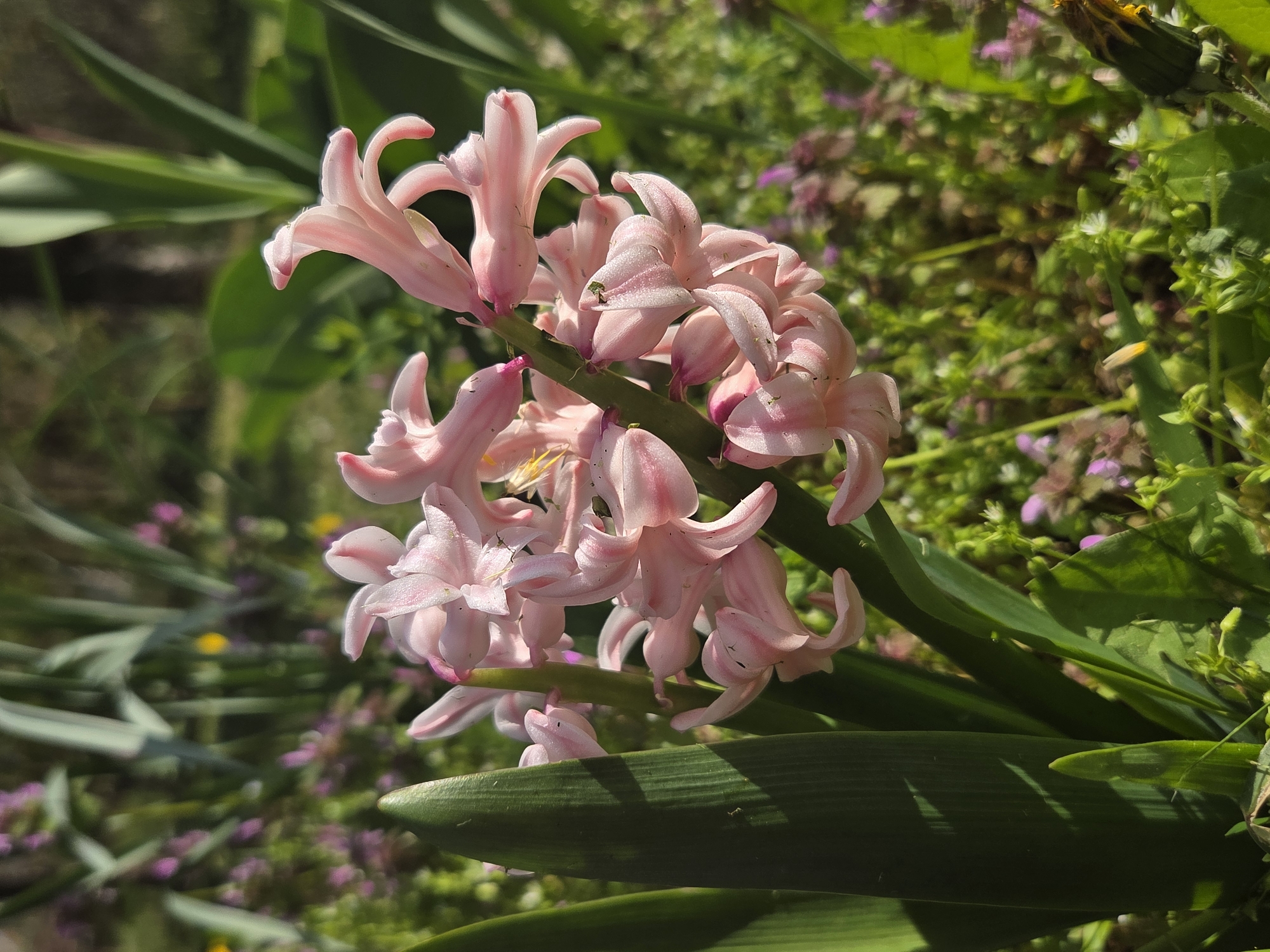 A close-up shot of a pink hyacinth flower in full bloom. The hyacinth is the main subject and is centered in the frame. The individual florets are bell-shaped and exhibit a delicate pink hue with subtle white streaks. The flower stem is visible, and lush green leaves surround the blossom, providing a vibrant backdrop. The background is a mix of foliage, including blurred green leaves and various plants with small purple and white flowers. The presence of a dandelion suggests this flower is in a garden setting. Location: Balabansko, Bulgaria (assumed based on user information). The scene focuses on the hyacinth flower in its natural environment within the described setting.