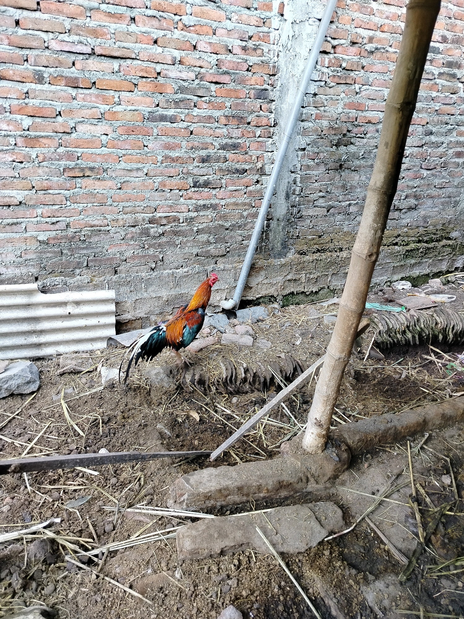 A rooster with a brown, orange, green, and black plumage stands on a pile of dry grass and dirt in front of a brick wall. To the left, there is a sheet of corrugated metal. A grey pipe runs vertically up the brick wall. A thick, brown bamboo pole is positioned in the foreground, leaning against a root-like structure made of wood and earth. The ground is composed of dirt, small stones, and scattered dry grass. The scene appears to be outdoors, in an area that could be a yard or an enclosure. The location is specified as Beloh, Indonesia.