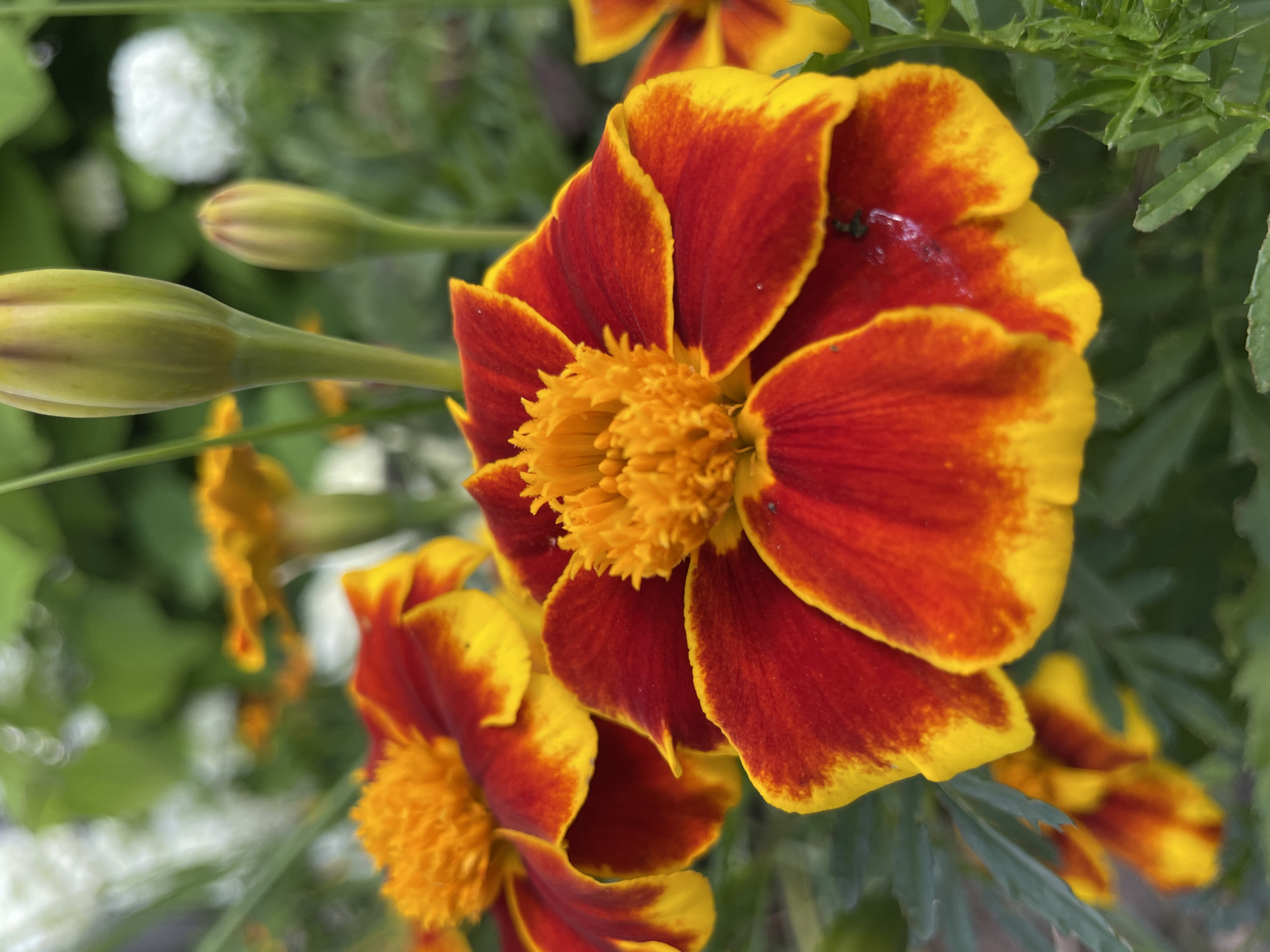 This is a close-up, eye-level, outdoor, natural light photograph of two red and yellow marigolds in bloom, with two closed marigold buds also visible. The flowers are the main focus, with their petals displaying a gradient of deep red in the center, fading to bright yellow at the edges. The centers of the open flowers are a textured, fuzzy orange. The background is softly blurred green foliage and some out-of-focus white and yellow elements, suggesting other flowers or plants. The scene appears to be a garden setting. There are no people or animals present. The location is not specified in the image.