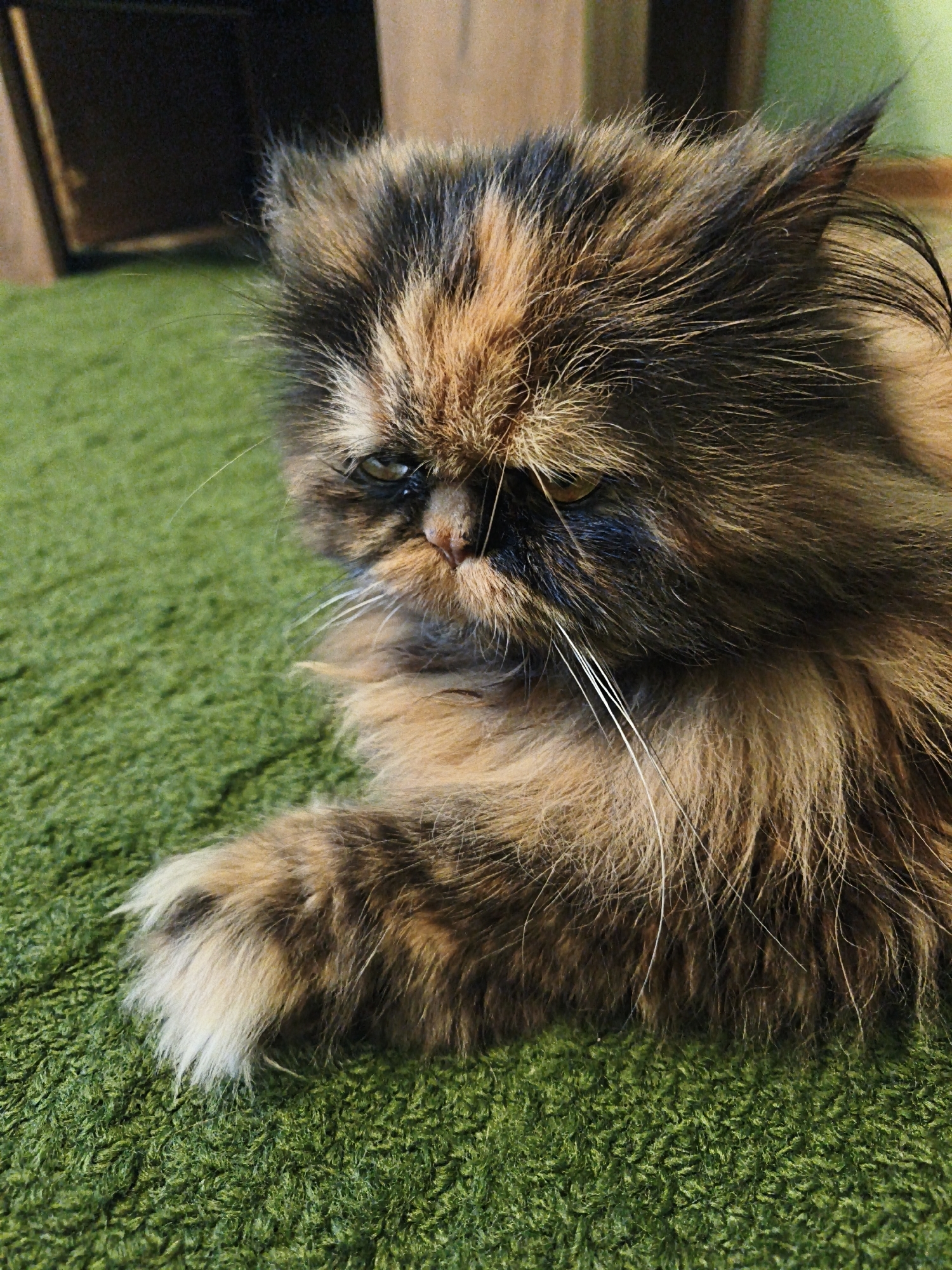An overhead, close-up shot shows a tortoiseshell Persian cat lying on a bright green, shag carpet. The cat's face is turned to the left, with its left paw resting on the carpet in front of it. The cat has thick, shaggy fur with patches of brown, black, and tan. Its eyes are a light green, and its mouth is slightly open, revealing a hint of its pink tongue. The background is out of focus, but appears to be an indoor setting with wooden furniture.