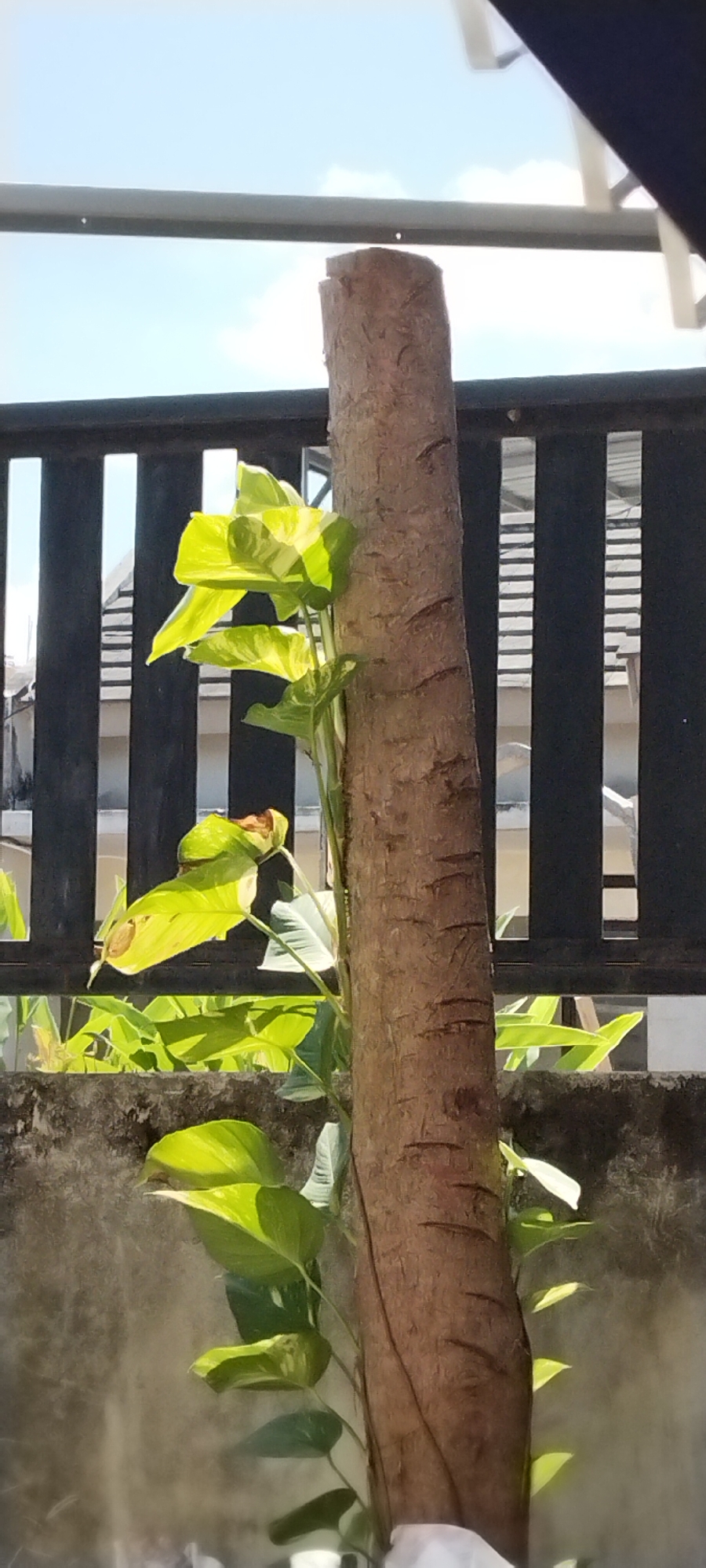 A close-up, vertical, eye-level shot shows a plant with large, variegated green leaves growing up the side of a rough, textured tree trunk. The trunk is positioned in the center of the frame and is slightly to the right. The leaves, some of which are illuminated by sunlight, have yellow splotches and veins. In the background, a dark wooden fence with vertical slats is visible, with hints of buildings and the sky beyond. A concrete wall runs along the bottom of the frame. The image appears to have been taken outdoors during the day. The scene is located in Duman, Indonesia.