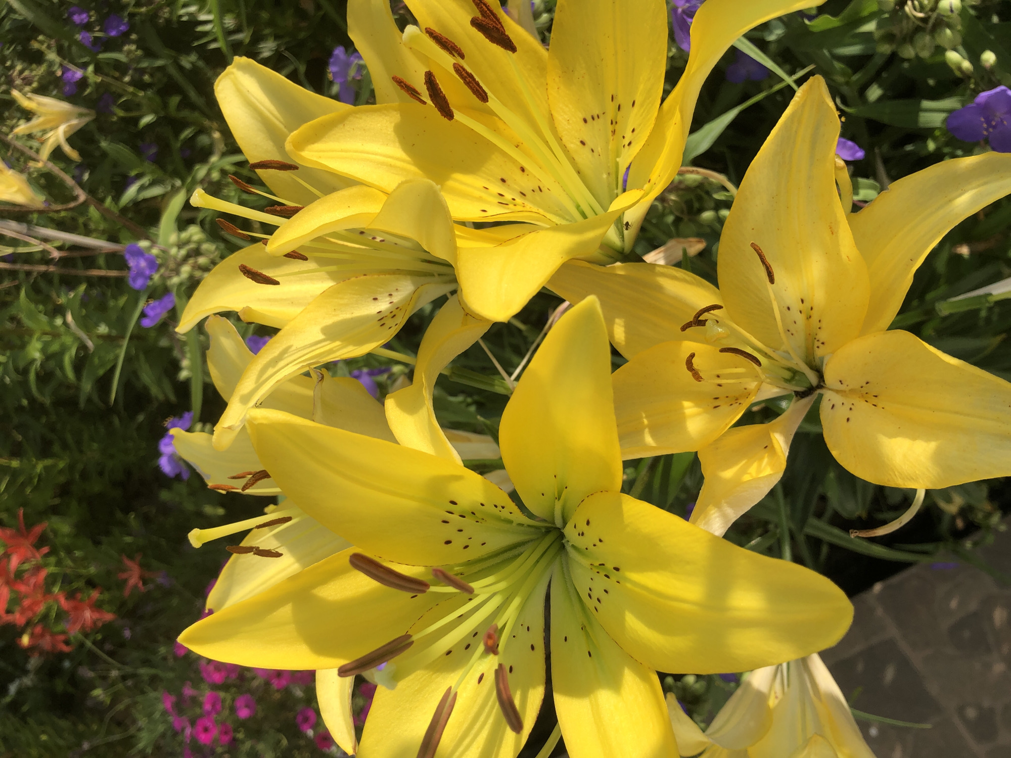 A close-up shot of several bright yellow lilies fills the frame. The lilies are in various stages of bloom, with some fully open and others still partially closed. Their petals are broad and pointed, with subtle speckles of dark brown. The stamens, tipped with brown anthers, are prominently visible in the center of the open flowers. In the background, out of focus, are hints of other flowers and greenery, including some small purple flowers and a few red blossoms. The lighting suggests it is daytime, with sunlight casting shadows across the petals. The overall impression is one of a vibrant garden. This image was taken in Radomyshl, Ukraine.