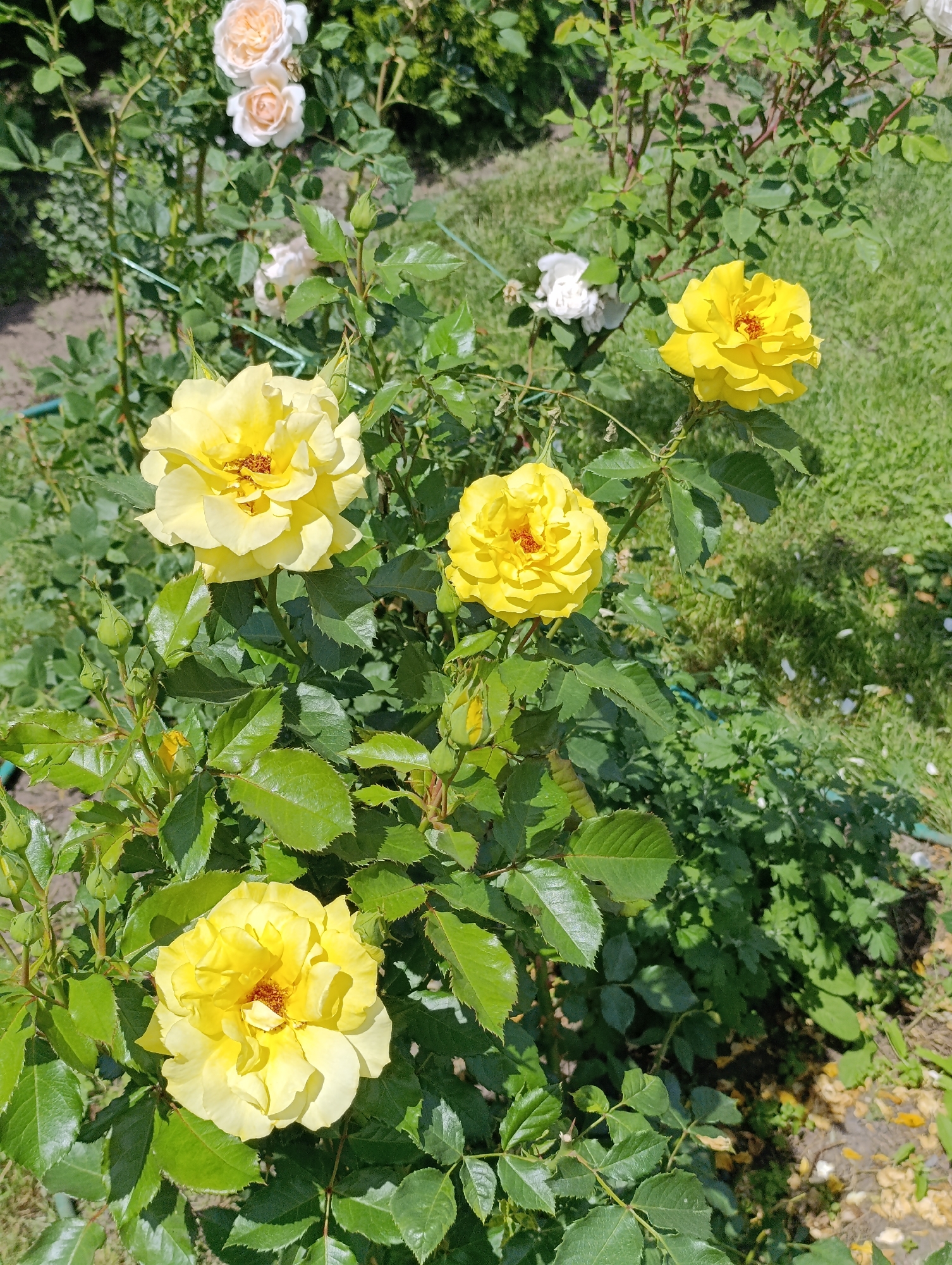 This is a close-up, high-angle outdoor photograph of a rose bush with several yellow roses in bloom and some buds. The roses are a vibrant yellow with ruffled petals and dark brown centers. They are surrounded by lush green leaves, some of which are dark and glossy, while others appear lighter and more matte. The background shows more greenery, including grass and other foliage, with some dappled sunlight filtering through. The photograph is taken during the daytime, suggesting a sunny or partly sunny environment. There is no indication of the city of Samar, Ukraine in the image.