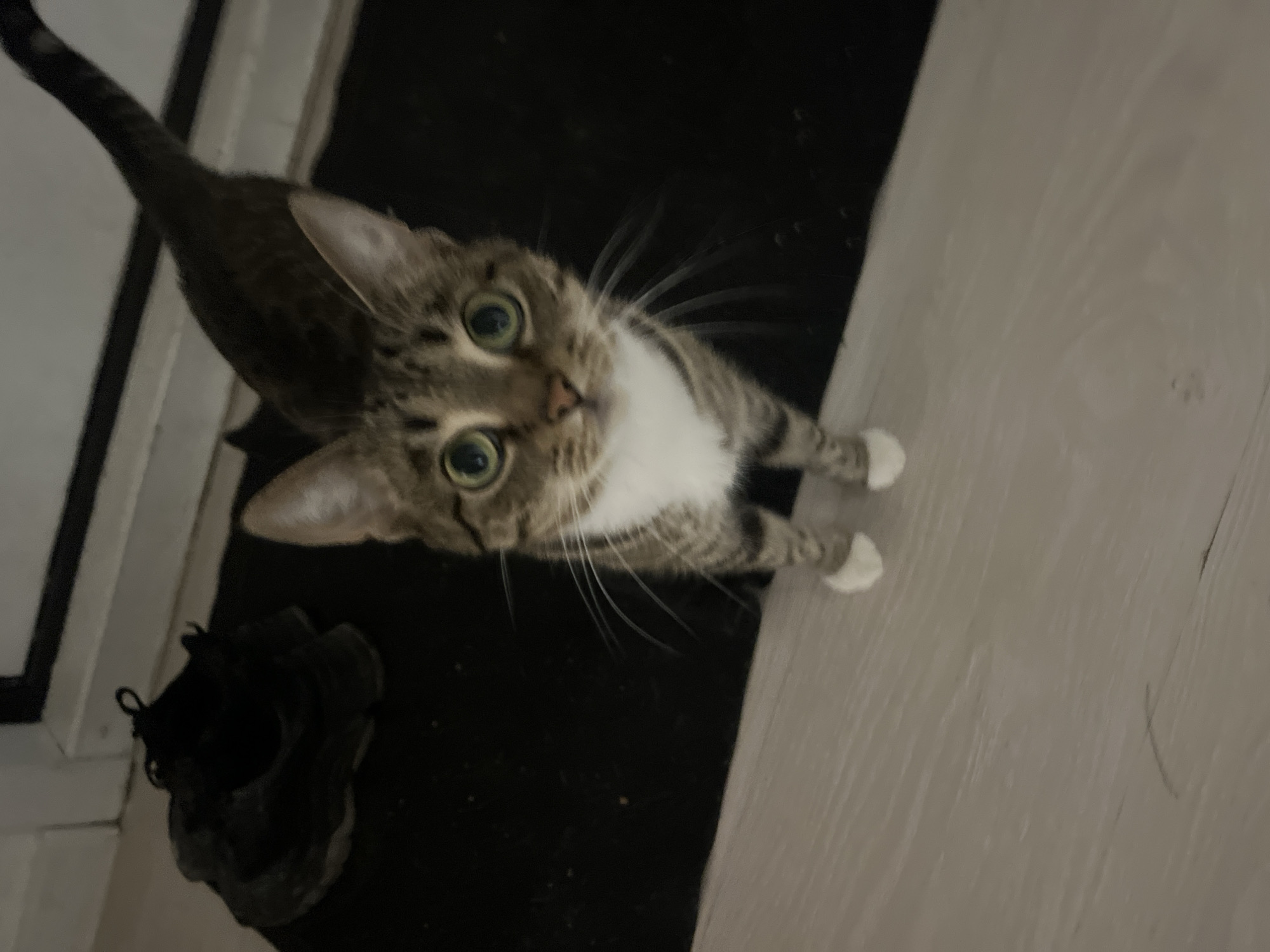 The image shows a tabby cat with green eyes and white paws standing on a light-colored floor. The cat is looking directly at the camera. In the background, a black mat and a pair of black shoes are visible. The environment appears to be indoors, possibly near an entrance. There is no information in the image that allows for the determination of its location in Tolyatti, Russia.