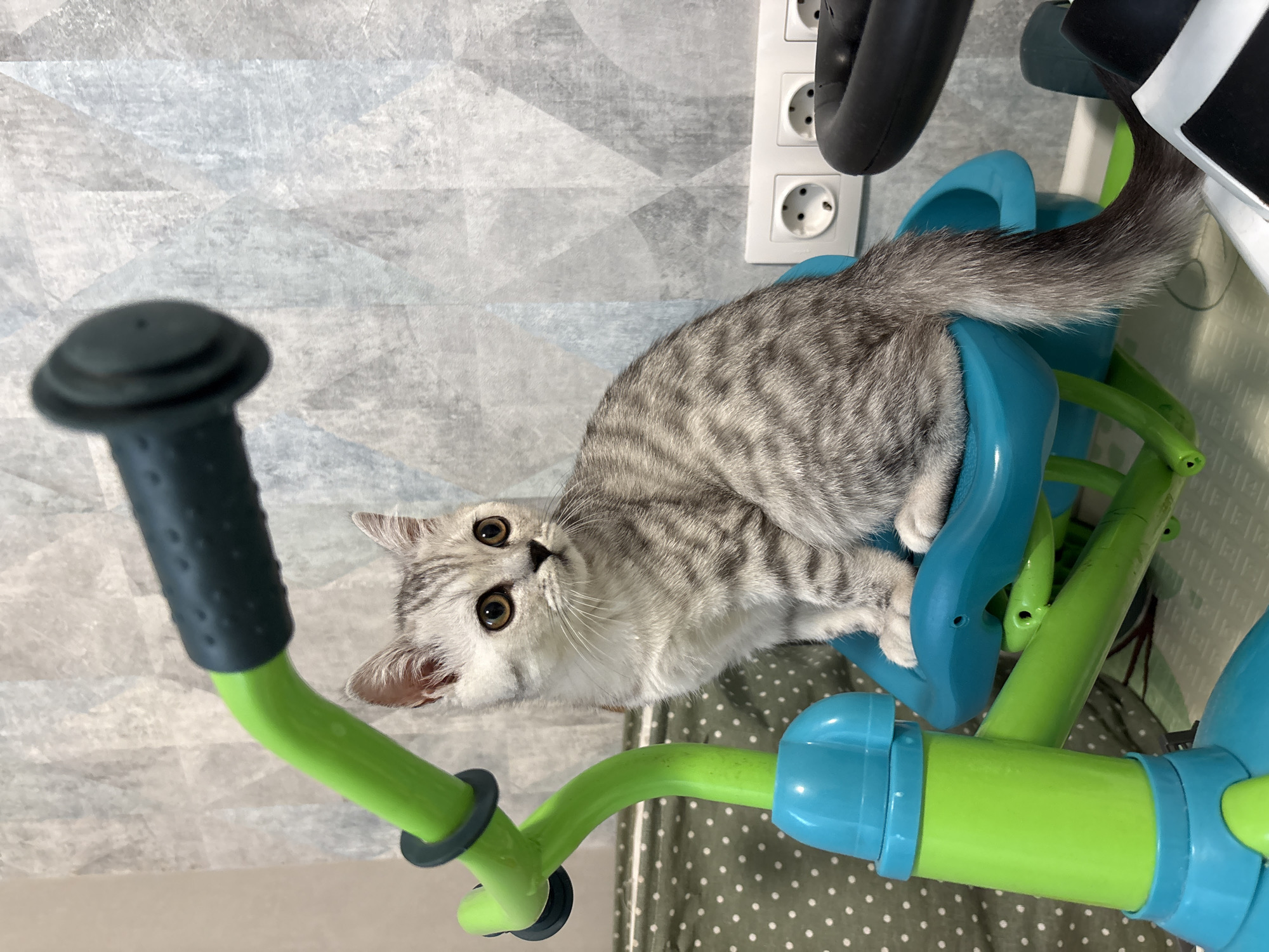 A silver tabby cat, featuring distinct dark grey stripes on light grey and white fur, is captured in a close-up, eye-level shot. The cat has large, round amber-brown eyes and is looking directly at the camera with an inquisitive and alert expression. It is seated comfortably within a child's bright green and blue plastic ride-on toy, which appears to be a small tricycle or push walker.
The scene is set indoors, likely a domestic environment in Izhevsk, Russia. The background consists of a light grey wall adorned with a subtle, abstract geometric pattern in varying shades of grey and white. Towards the upper right of the frame, a white electrical outlet with two European-style sockets is visible on the wall. The brand name "LEGRAND" is embossed on the outlet cover. Below the toy, a dark green or olive green fabric with white polka dots can be seen, suggesting a blanket, rug, or other floor covering. The lighting is even, typical of an indoor setting. The cat's curious gaze is the focal point, creating an engaging and playful interaction with the viewer.
