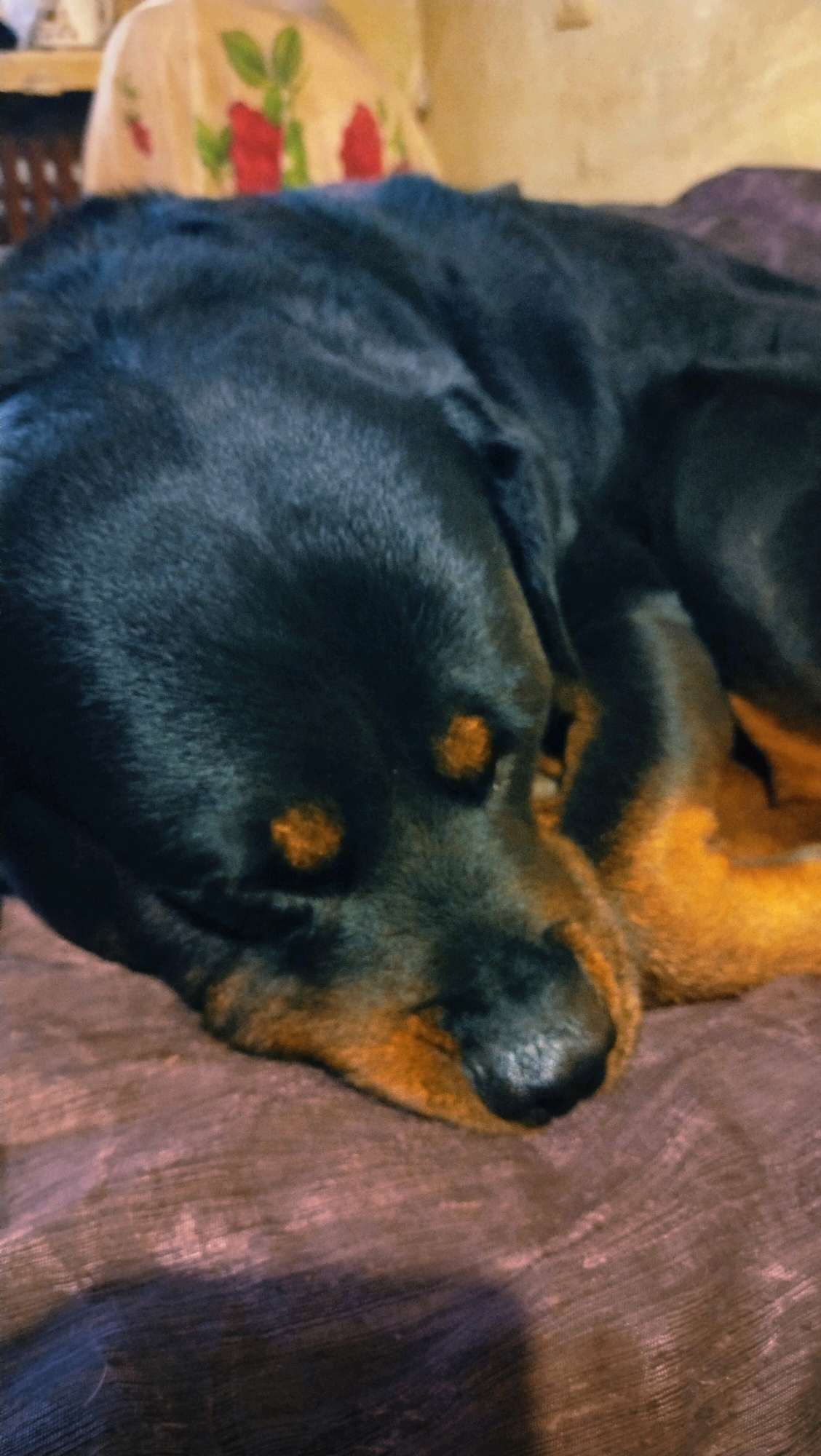 A Rottweiler dog is sleeping on a textured purple surface. The dog's head is in the foreground, with its black fur clearly visible. The dog has tan markings above its eyes and on its muzzle. In the background, a light-colored fabric with red floral patterns is visible, possibly a pillow or blanket. The overall environment appears to be indoors, suggesting a domestic setting. There is no indication of the dog's location within the city of Horishni Plavni, Ukraine.