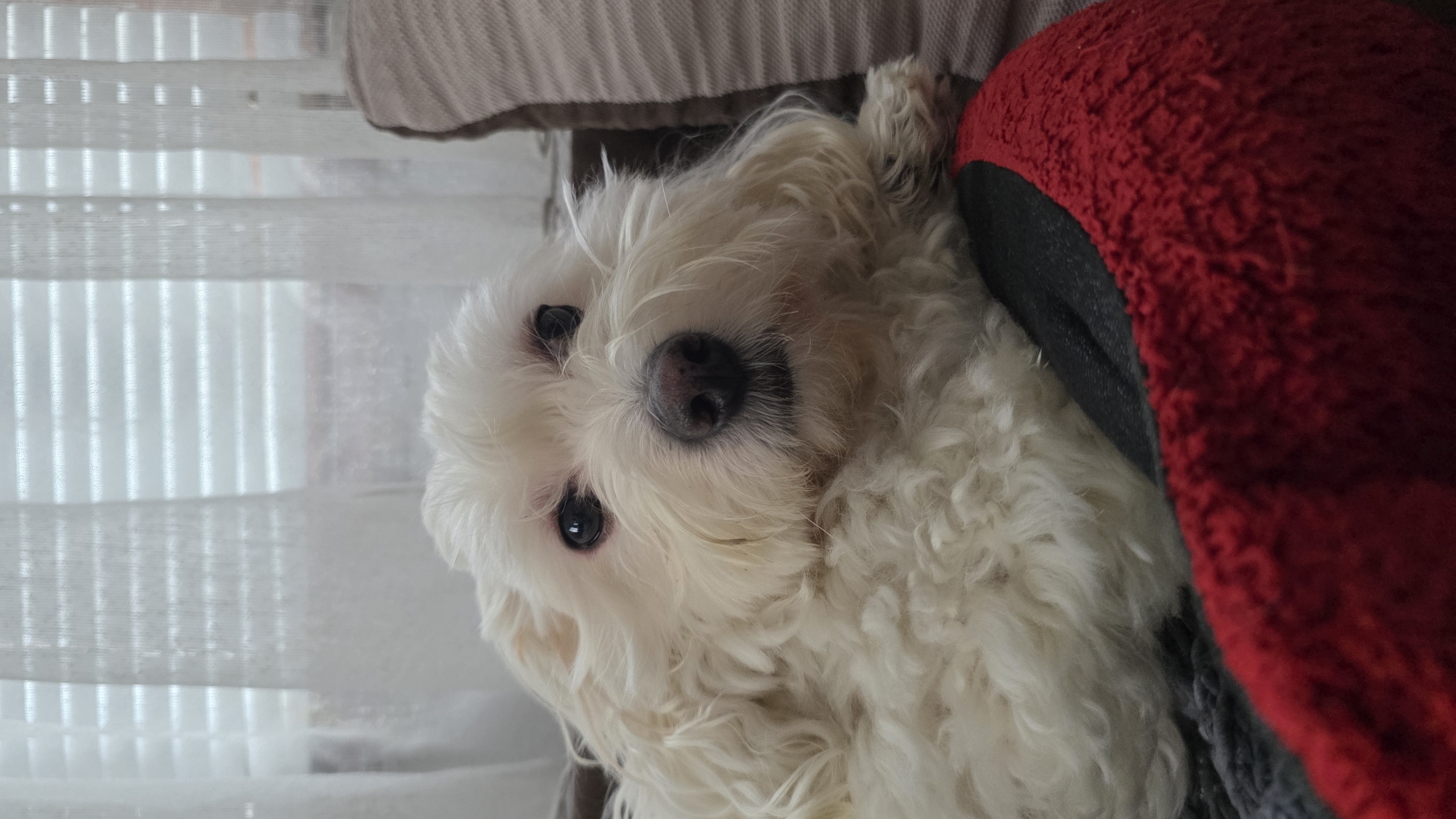 A small, white, fluffy dog is depicted in a close-up, eye-level shot, appearing to lie down or rest indoors. The dog has dark, round eyes and a dark nose, with its white, curly fur dominating the frame. Its head is tilted slightly, and it looks directly at the camera with a calm and curious expression.
The dog is partially resting on or beside a red, plush, and textured dog bed or blanket, visible on the right side of the image. On the left side and beneath the dog, there's a neutral-colored, possibly beige or light brown, upholstered surface, suggesting a sofa or armchair. In the background, out of focus, are white window blinds, indicating an indoor setting with natural light filtering in, suggesting it is daytime. There is no visible text in the image. The scene captures a peaceful moment of the dog resting comfortably in what appears to be a home in Blagoevgrad, Bulgaria.
