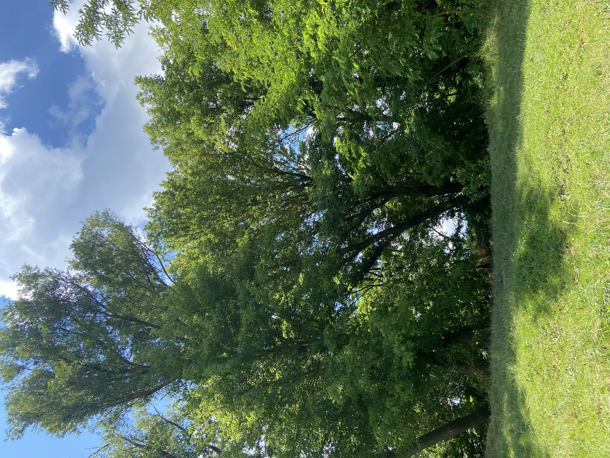 A wide shot captures a lush green landscape under a partly cloudy sky. The foreground is dominated by a vibrant green lawn, gently sloping upwards towards a dense wall of trees. The trees, varying in height and leaf density, create a rich tapestry of green foliage. Sunlight filters through the canopy, casting dappled shadows on the grass. The sky above is a brilliant blue, punctuated by fluffy white clouds, some of which are illuminated by the sun. The overall scene evokes a sense of natural beauty and tranquility. There are no people or man-made structures visible in the image. The location is unknown.
