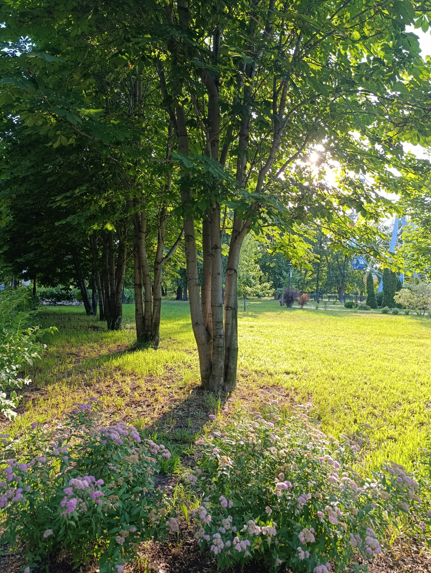 The image captures a sun-drenched park scene in Novokuybyshevsk, Russia, likely during late spring or summer. A line of trees with lush green foliage stands in the foreground, their trunks forming a natural barrier between the viewer and a vibrant green lawn. Sunlight filters through the leaves, creating dappled patterns on the grass and highlighting the texture of the tree bark. In the foreground, a cluster of bushes with small pink flowers adds a touch of color to the scene. The lawn is impeccably maintained, with a slight sheen that suggests dew or recent watering. In the background, elements of a park or amusement area are visible, including what appears to be a Ferris wheel with colorful cabins and other structures hinting at recreational activities. The overall atmosphere is serene and inviting, indicative of a well-kept public space designed for leisure.