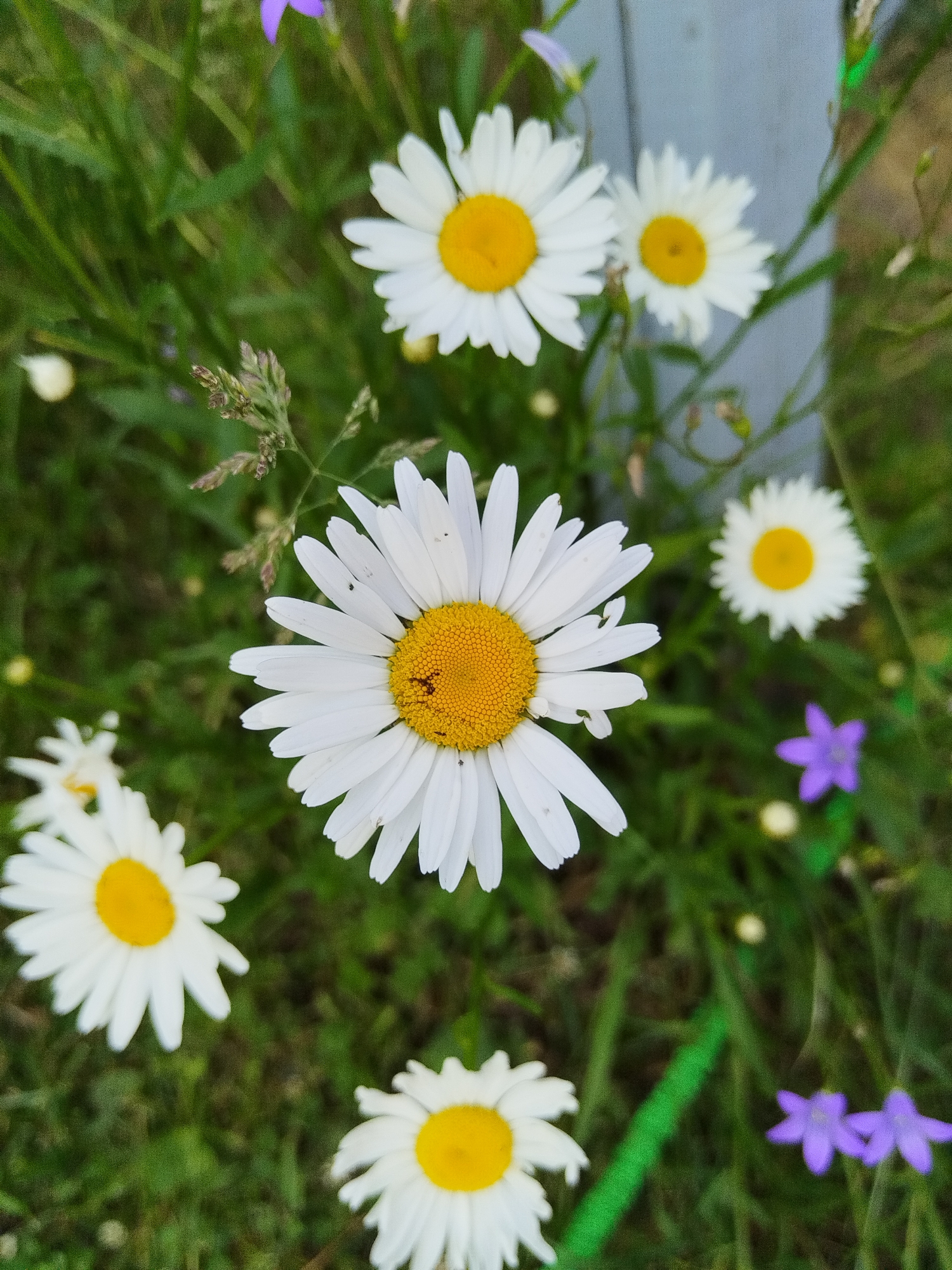 The image is a close-up, eye-level shot of a field of daisies in Chaikovsky, Russia. Several white daisies with yellow centers are in focus, with one large daisy prominently displayed in the foreground. Smaller white flowers and purple bellflowers are scattered throughout the green grass. The background shows a light blue wooden fence. The overall scene evokes a sense of natural beauty and tranquility.