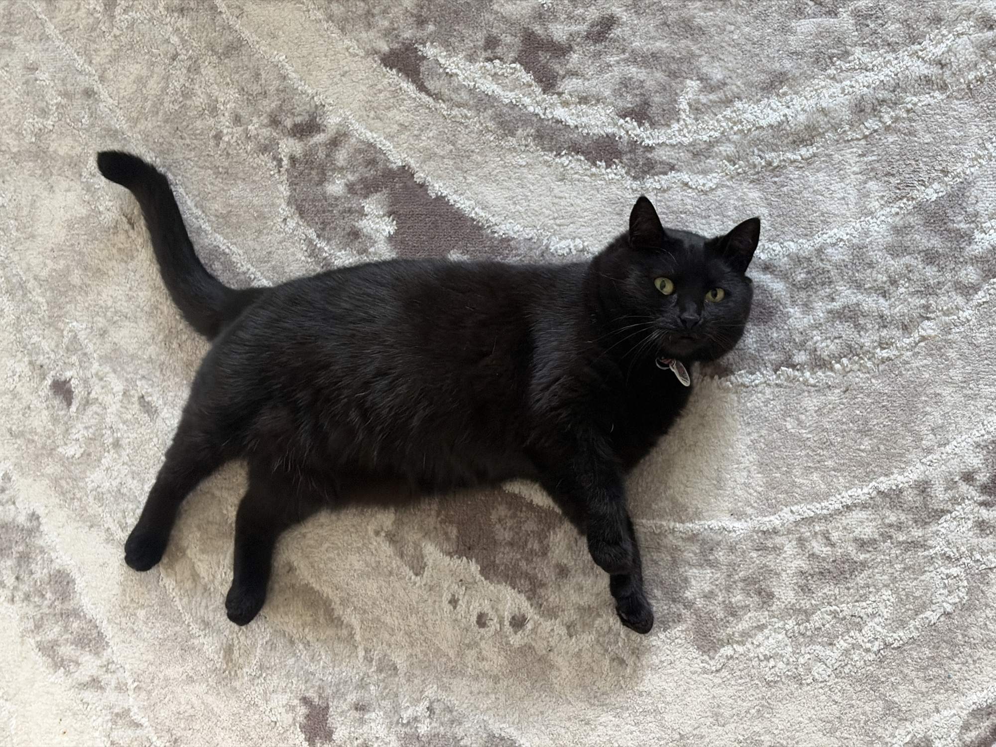A black cat is lying on its back on a rug. The cat's eyes are open and looking up. The cat's paws are extended. The rug has a light-colored pattern.