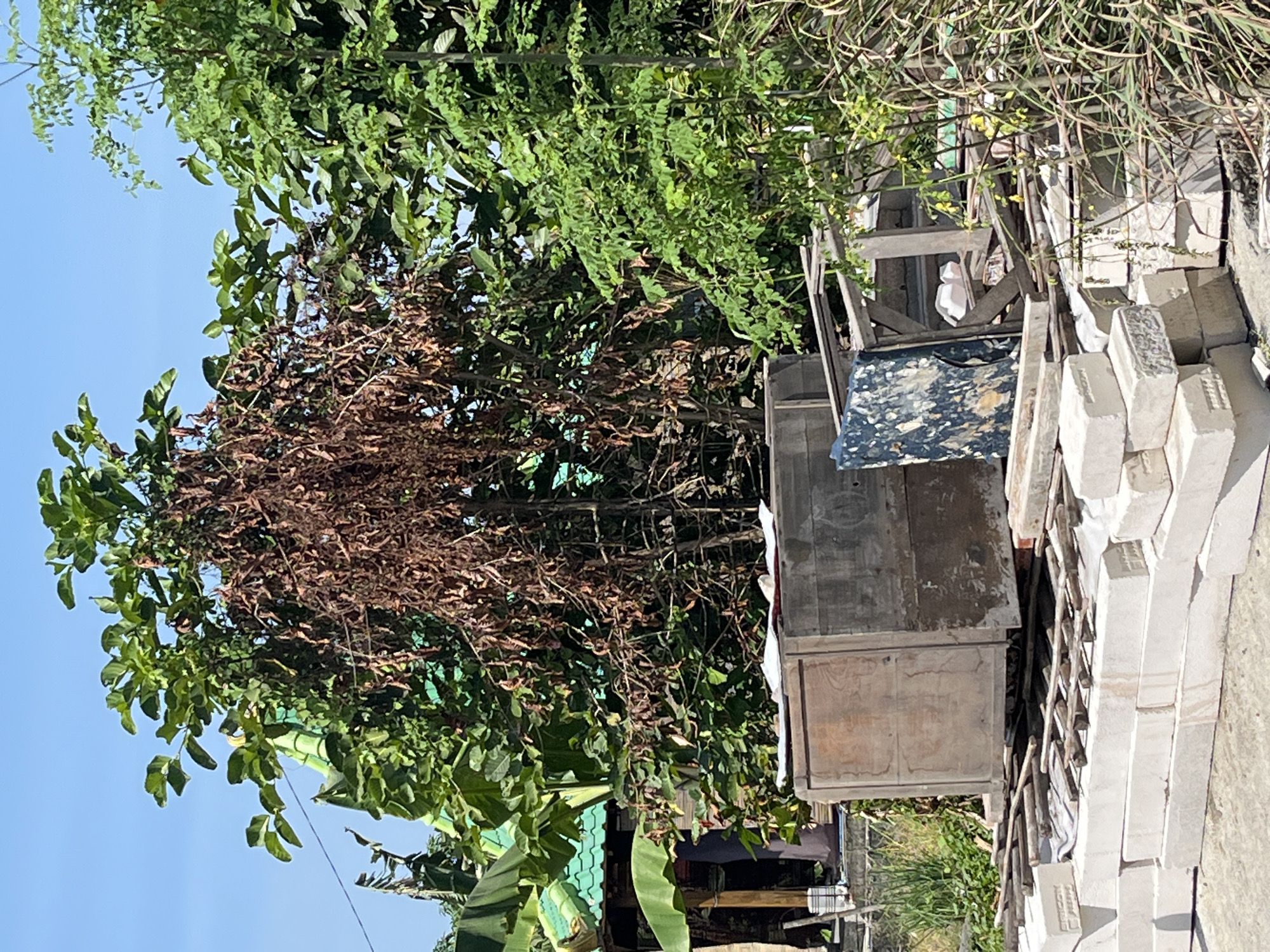 The image depicts an outdoor scene, possibly in a residential or storage area, with a focus on natural elements and construction materials. Dominating the background is a large tree with a significant portion of its branches covered in dry, brown leaves, contrasting with lush green foliage from other trees and plants surrounding it. Part of a building with a green tiled roof and large green leaves, possibly banana leaves, is visible to the left. In the foreground, several piles of white rectangular blocks, resembling bricks or concrete blocks, are stacked on a paved surface. Partially obscuring the blocks are various wooden objects, including a large wooden crate or cabinet, a broken wooden frame, and numerous scattered wooden planks and sticks. The overall impression is one of a somewhat cluttered outdoor space with evidence of both nature and construction or renovation. The sky above is clear and blue.