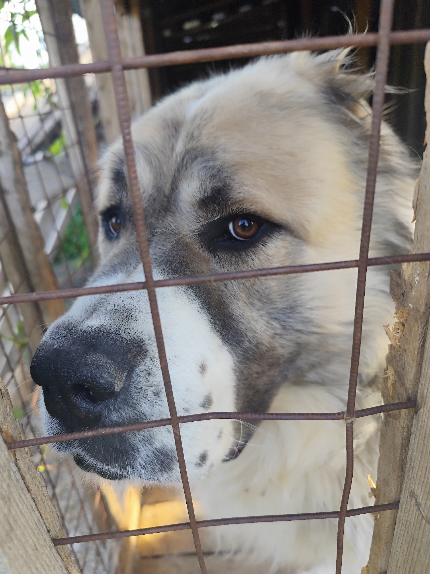 A medium close-up shot depicts a dog behind a metal wire cage in Альняш, Russia. The dog, with grey, white, and light tan fur, has a large black nose and brown eyes, and gazes to the left with a seemingly melancholic expression. A wooden structure is visible behind the cage on the right side of the frame, and blurred green foliage is visible on the left. The lighting appears to be natural daylight. The background is out of focus.