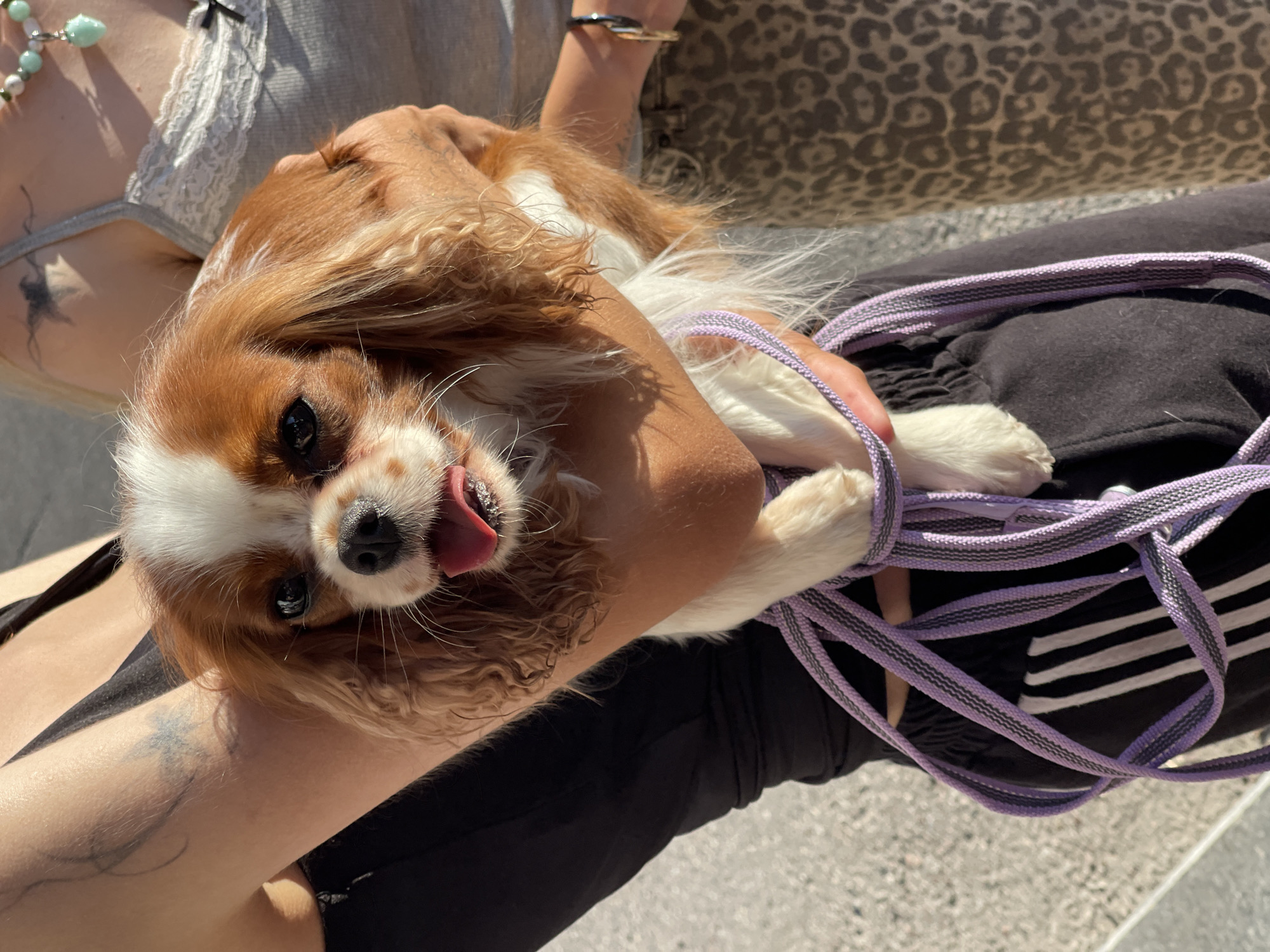 A Cavalier King Charles Spaniel dog is being held by a person whose arms are visible in the frame. The dog has brown and white fur, with its tongue hanging out. A purple and grey striped leash is wrapped around the dog's legs and the person's arms. The person is wearing black pants with white stripes. In the background, another person is visible wearing a grey top with lace trim and a necklace with green and white beads. The setting appears to be outdoors, with sunlight casting shadows and illuminating the scene. The ground is paved with small stones. The scene does not provide sufficient information to determine the specific location within the city of Zelenogradsk, Russia.