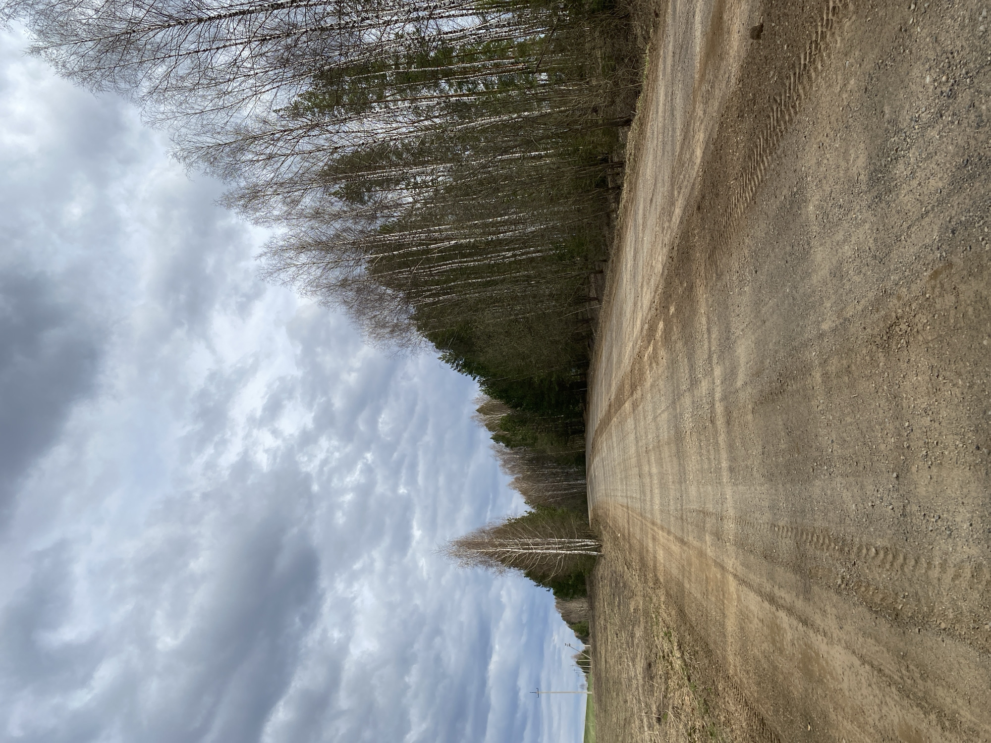 The image depicts a dirt road stretching into the distance. The road appears to be unpaved, with visible tire tracks. On one side of the road is a dense forest, comprised primarily of birch trees. The trees are bare of leaves, suggesting a late fall or early spring season. Overcast skies with heavy clouds fill the majority of the frame. Based on the query, the location is presumed to be in the vicinity of Nekrasovo, Russia.