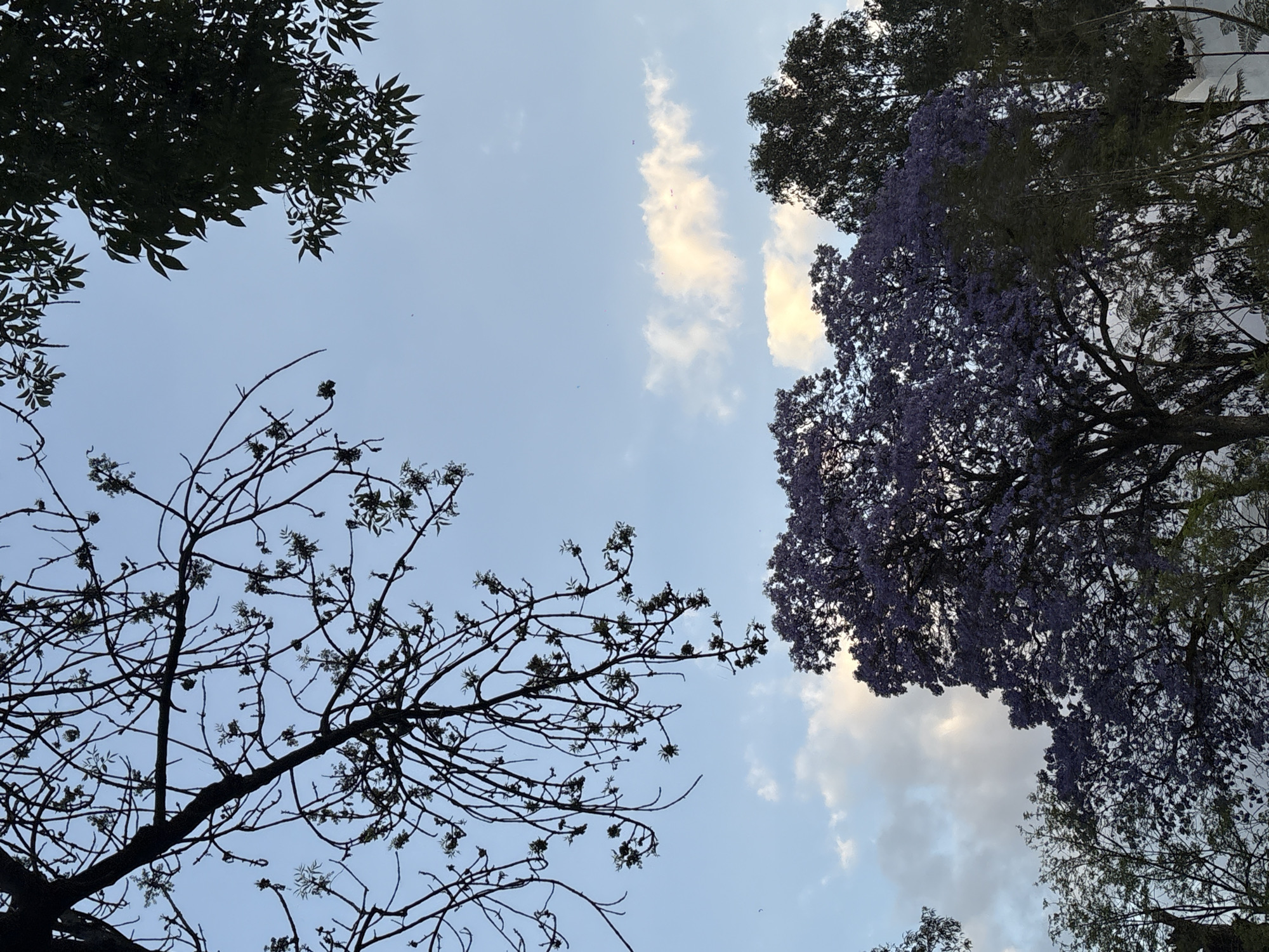 The image shows a view looking up at trees against a blue sky with scattered clouds. Tree foliage frames the scene, with variations in color and density, including a tree with vibrant purple flowers. The branches of a tree in the lower left are bare. The scene is set in Mexico City, Mexico.