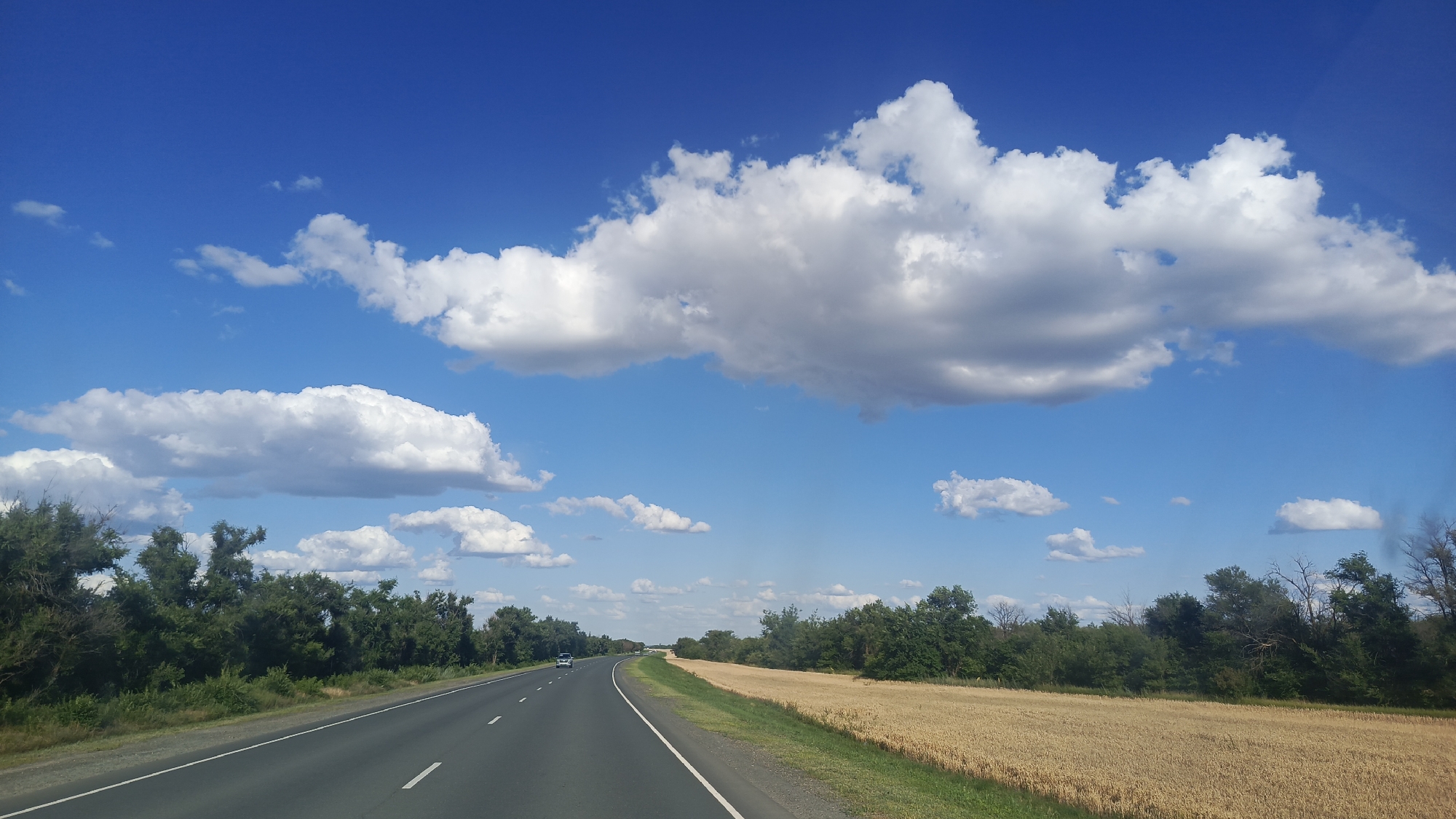 The image depicts a highway in a rural setting under a bright blue sky with scattered white clouds. The road, asphalt with white lane markings, curves gently to the left. To the left of the road, a dense line of green trees and bushes forms a natural barrier. To the right of the road, a vast field of golden-brown wheat stretches towards the horizon, suggesting a harvest season. A single car is visible on the road in the distance. The scene conveys a sense of open space and a journey through the countryside. The time of day appears to be daytime, with clear weather. The location cues, such as the wheat field and the type of vegetation, along with the provided location context of Золотая Степь, Russia, suggest a rural agricultural landscape. No people are clearly visible in the image, and there is no visible text.