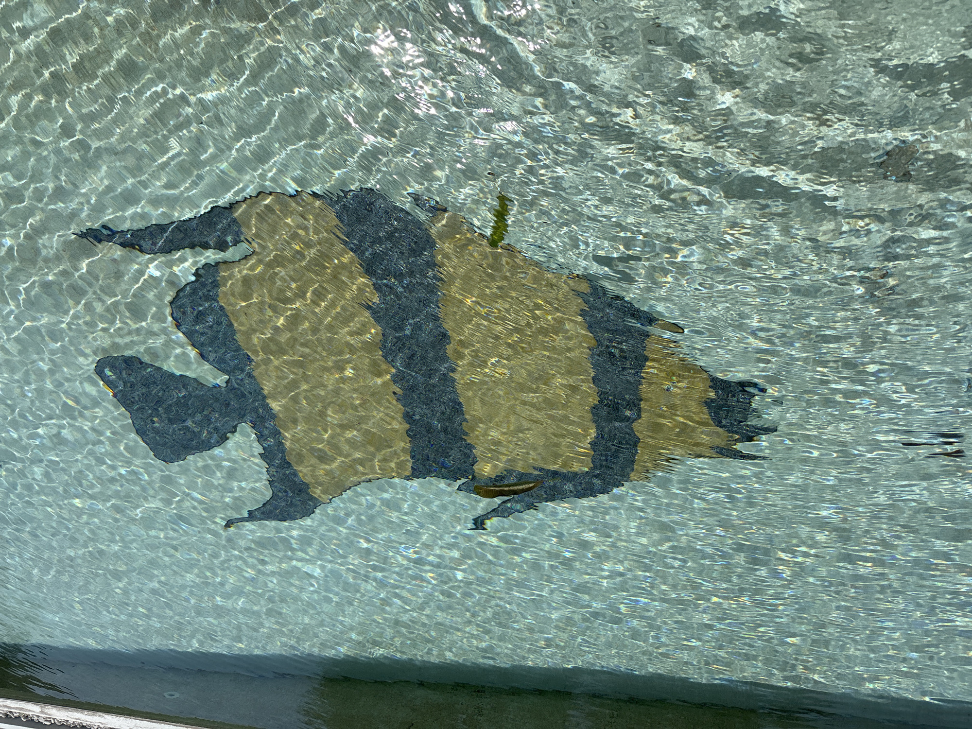 The image shows a stylized fish design on the bottom of what appears to be a fountain or pool in the city of บ้านบางรักษ์, Thailand. The fish is horizontally oriented, with a black head and tail. The body is composed of alternating vertical stripes of tan and black. Water ripples across the surface distort the appearance of the design. A small, green piece of algae is visible near the center of the fish. The structure containing the water has a concrete edge visible at the bottom of the frame.