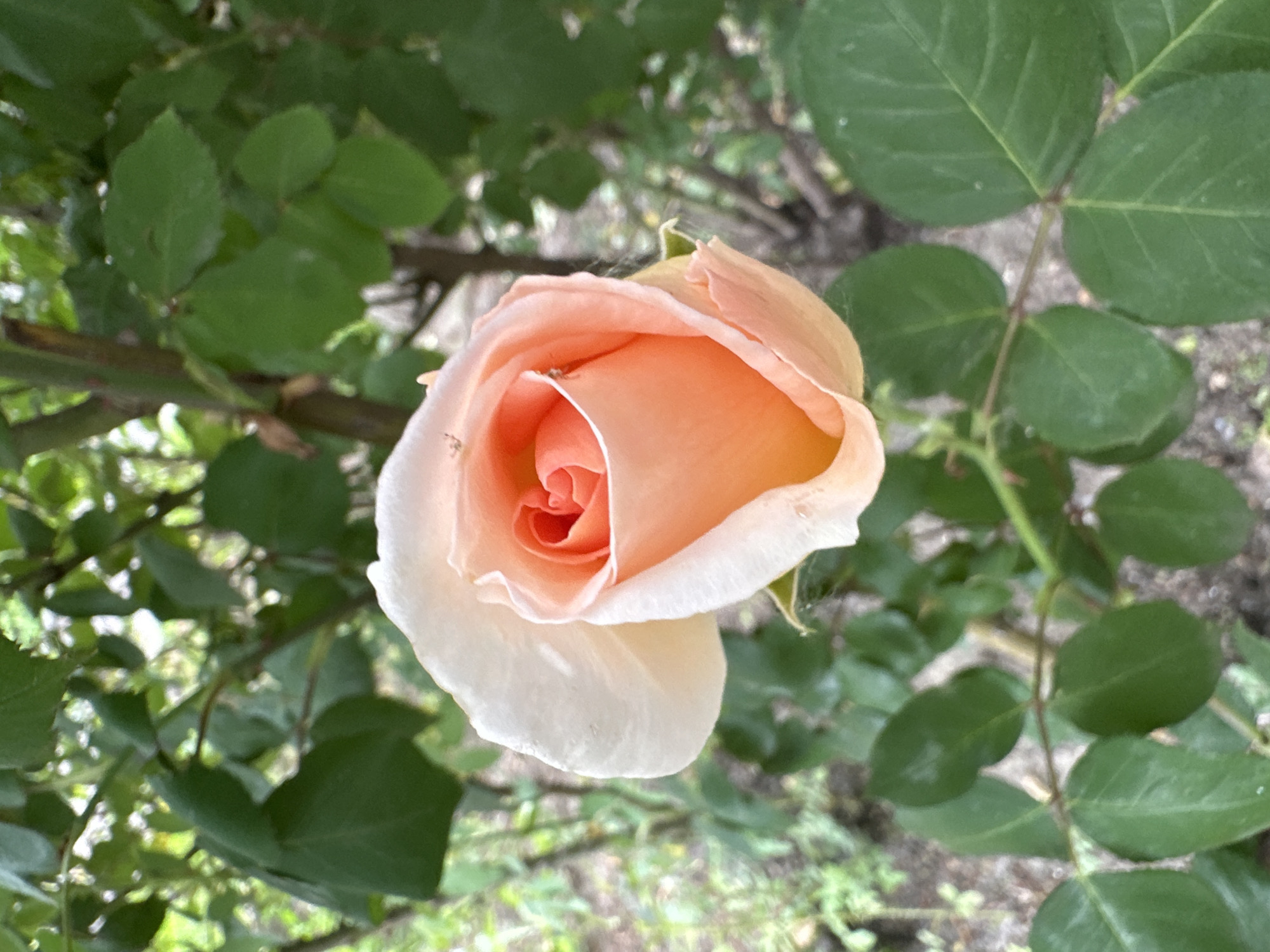 A close-up, eye-level shot captures a single, partially opened rosebud. The rose, positioned slightly off-center to the left, displays petals that transition from a soft, light peach or apricot hue in the center to a creamy white at their unfurling edges. The petals are tightly curled in the center, gradually opening outwards, revealing the intricate spiral formation typical of a rose. Small, dark specks, possibly tiny insects, are visible on some of the lighter outer petals.
The rose is surrounded by a lush, green background of blurred foliage, consisting of numerous rose leaves and branches. Some leaves are in sharper focus near the rose, while others in the deeper background appear as soft, indistinct blurs of green and hints of brown. The lighting suggests it is daytime, likely a bright but possibly overcast day, providing soft, diffused light that highlights the delicate colors and textures of the rose petals. There are no people visible, and no discernible text. The scene evokes a sense of natural beauty and tranquility, typical of a garden setting.