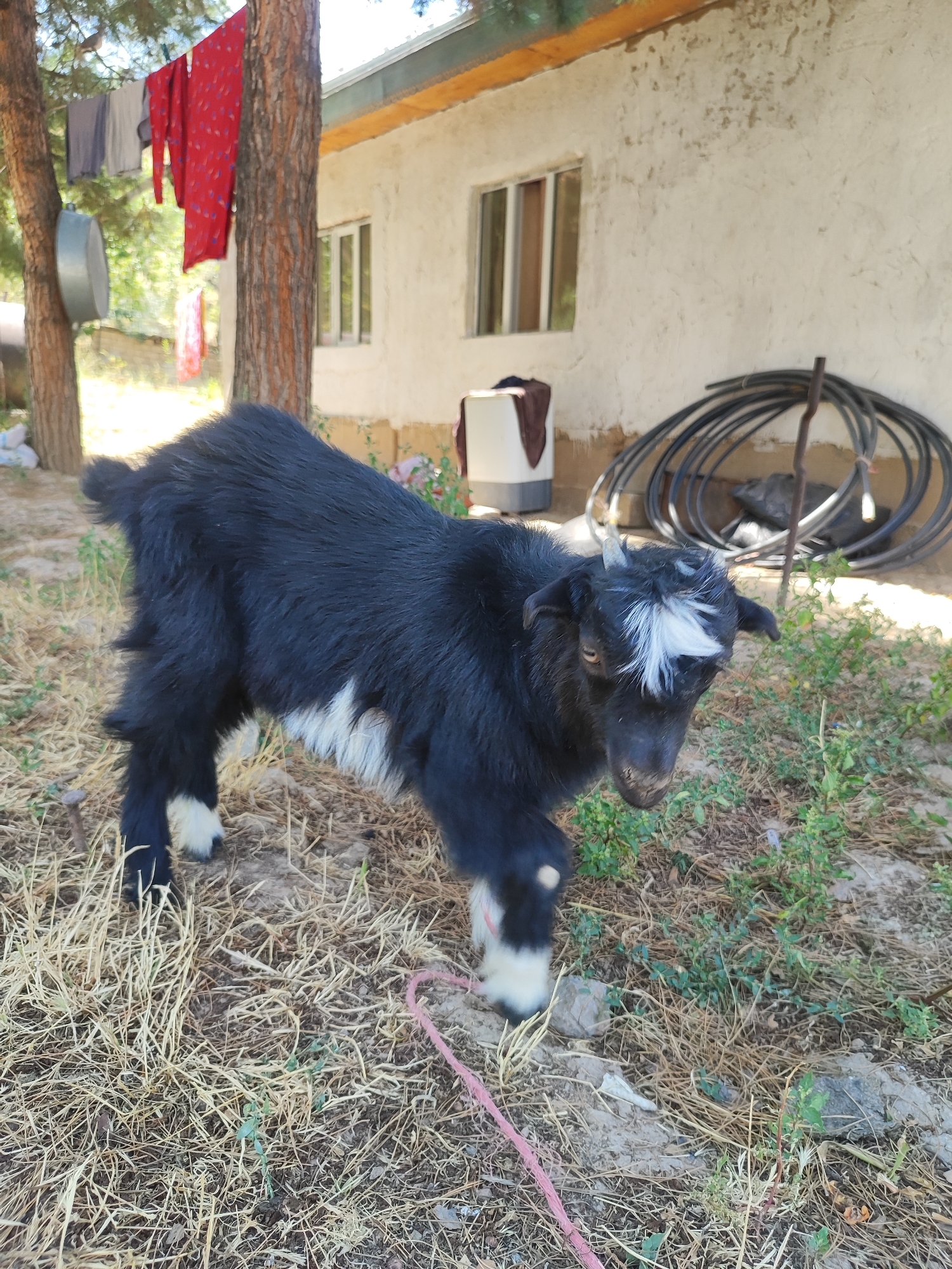In the city of Sultonobod, Tajikistan, a young, black and white goat stands on dry, yellow grass in front of a cream-colored building. The goat has a white patch on its forehead and white markings on its legs. Behind the goat, a large coil of black tubing is leaning against the building. To the left of the goat, laundry hangs on a clothesline strung between two trees. A metal basin is also attached to one of the trees. The building has two windows and a wooden eave. The ground is covered in dry grass, dirt, and some green vegetation.