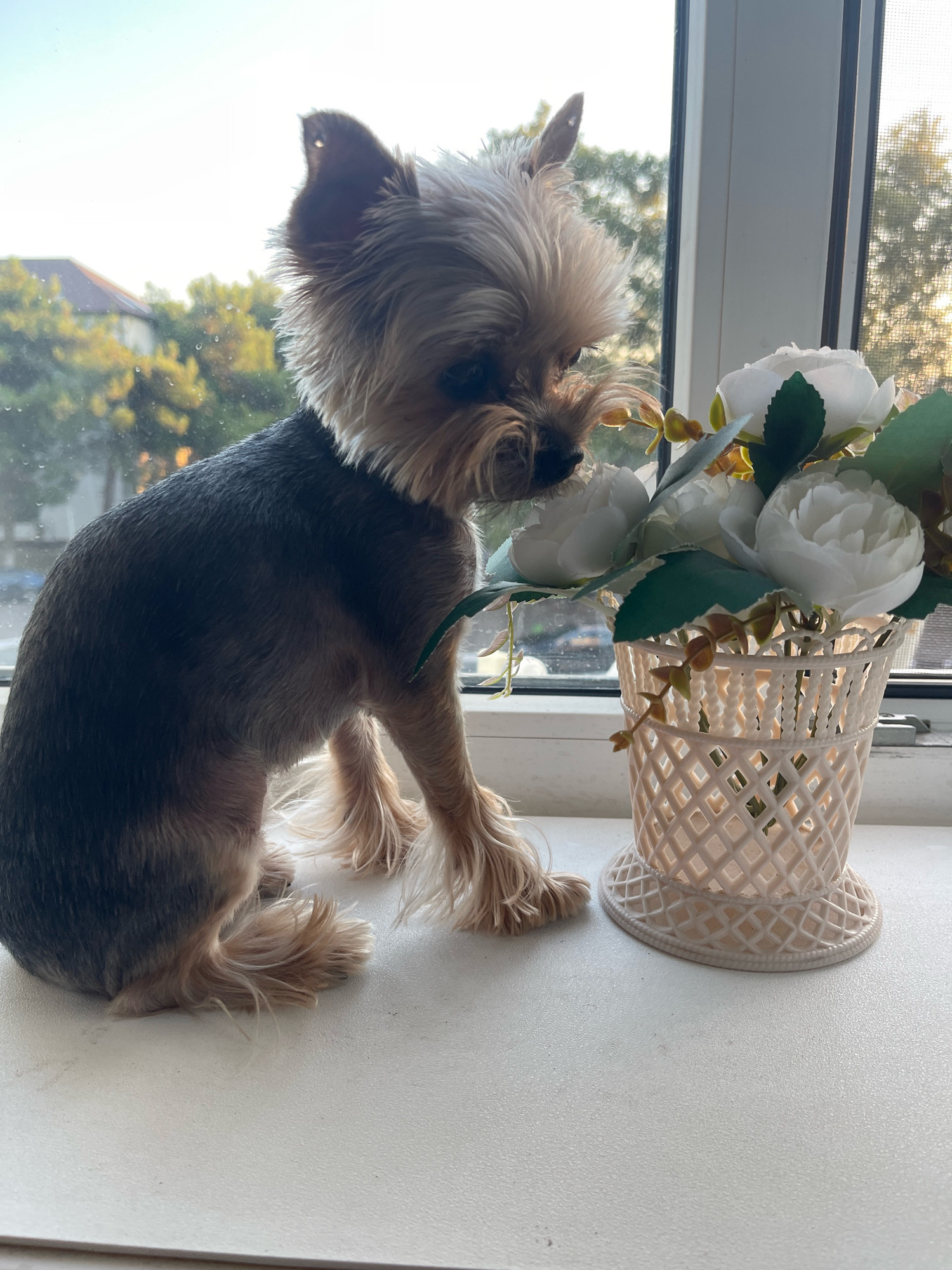 A small Yorkshire Terrier is sitting on a windowsill, looking at a decorative vase filled with white artificial flowers. The dog is positioned on the left side of the frame, with its body facing the right. Its fur is a mix of gray, tan, and white. The vase, made of a light-colored material with a woven pattern, is located to the right of the dog. Through the window behind the dog and vase, a blurred background of trees and a building is visible, suggesting an outdoor setting. The scene appears to be indoors, with the dog and vase placed on a white surface that is likely the windowsill. The lighting suggests it is daytime, possibly late afternoon or early morning, with sunlight filtering through the window. No people are present in the image. The image is an outdoor shot taken in Gelendzhik, Russia.