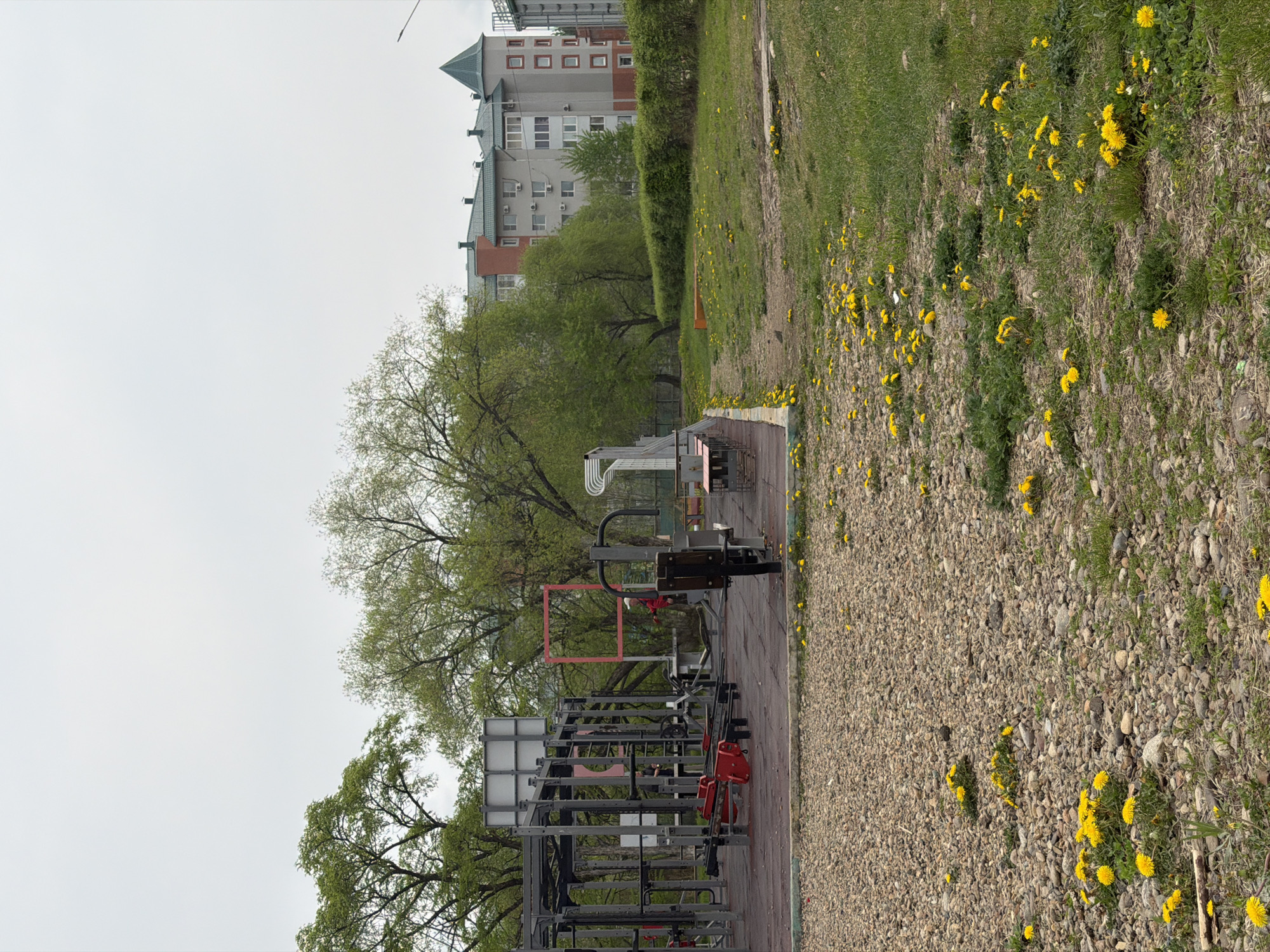 The image shows an outdoor exercise area in what appears to be a park setting in Birobidzhan, Russia. In the background is a multi-story building with a distinctive pointed roof, suggesting an apartment or residential structure typical of the city. Lush green grass and numerous yellow dandelions occupy the foreground to the right. A gravel or pebble-covered area is also visible, likely a drainage feature or pathway. The exercise equipment includes metal frames and bars, set on a wooden platform, designed for various bodyweight exercises. A person wearing red clothing is on one of the machines. Trees with new green leaves add to the park-like atmosphere. The sky is overcast, indicating a cloudy day.