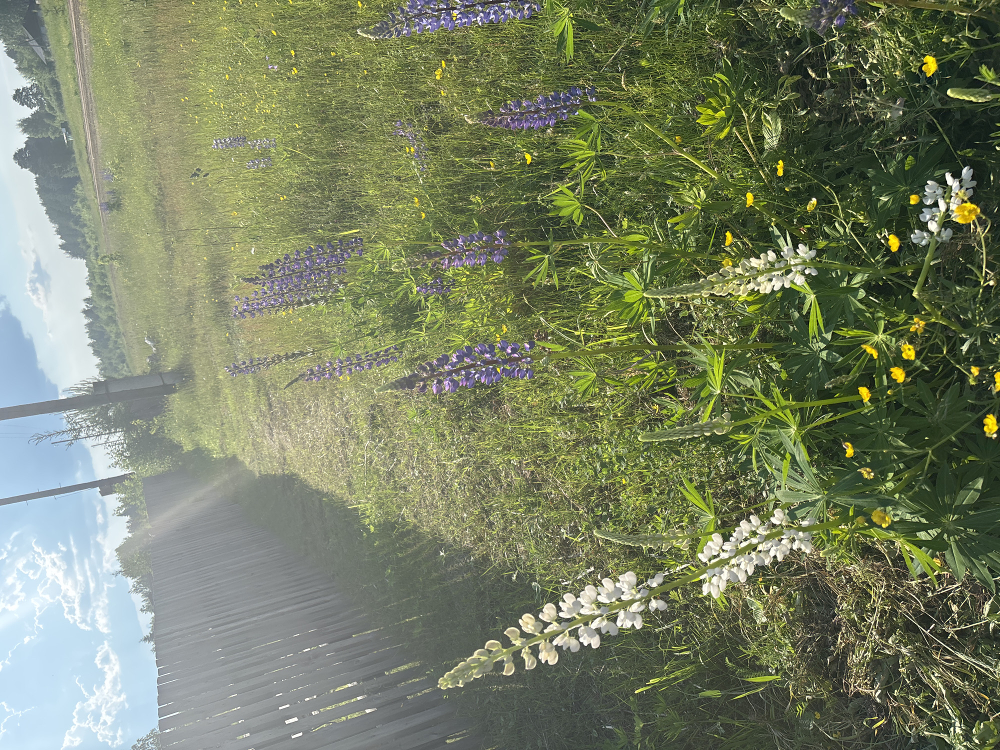 The image depicts a sun-drenched meadow with a wooden fence in the foreground. Several tall lupine flowers, both white and purple, are in bloom amidst lush green grass and scattered yellow buttercups. A dirt path runs alongside the fence, leading into the meadow. In the background, a line of trees forms the horizon, and a faint dirt road is visible further in the distance. The sky is bright blue with scattered white clouds, and sunlight streams through, creating a lens flare effect. There are no people or animals visible in the scene. The environment suggests a rural or suburban setting, possibly on the outskirts of the city of Kurgan, Russia, given the vegetation and rustic fence. The overall impression is one of a peaceful, natural landscape on a clear day.