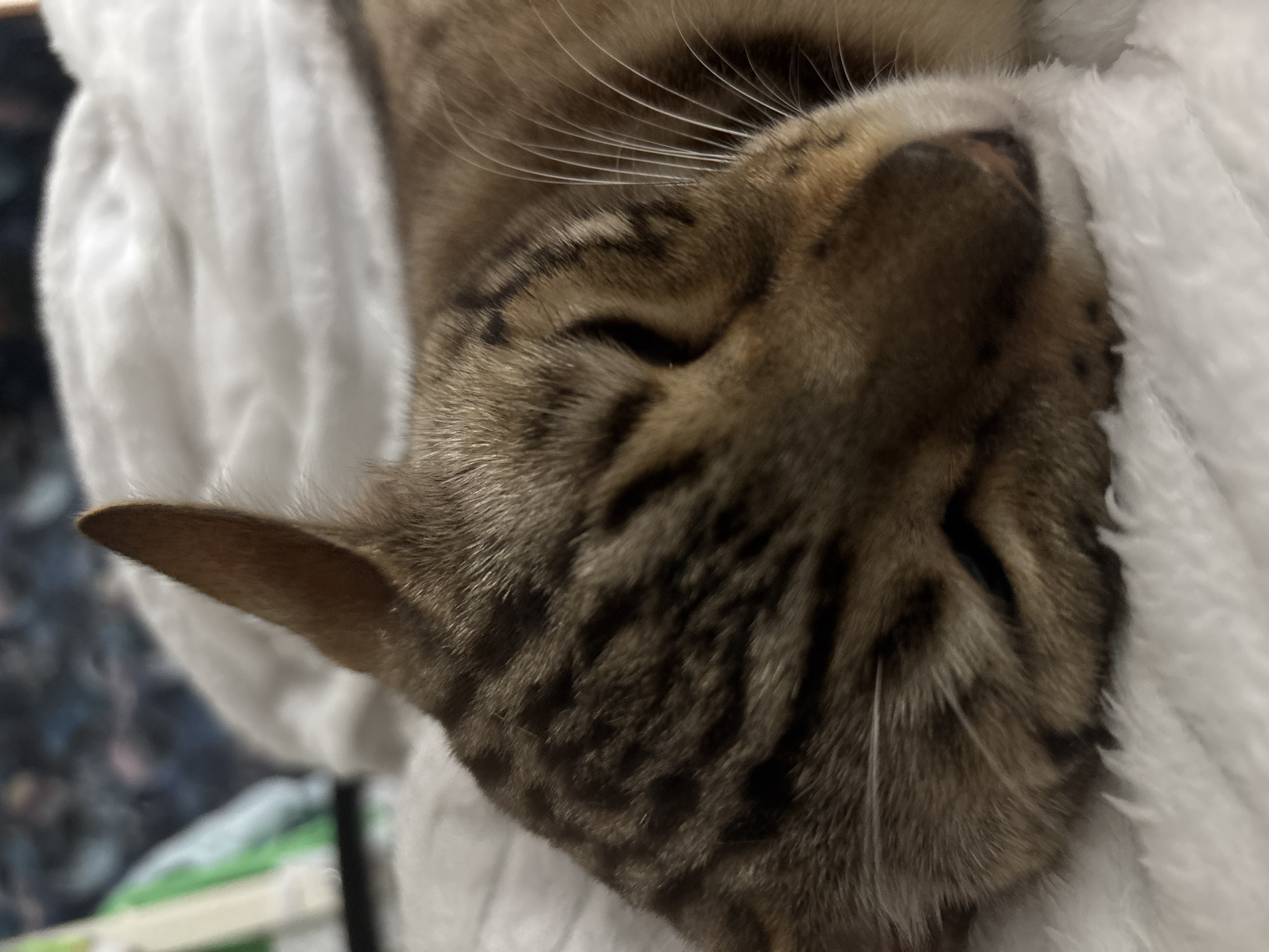 A close-up, low-angle shot captures a domestic cat sleeping on a soft, white, fluffy surface. The cat, with tabby markings and light whiskers, is positioned facing to the right of the frame, with its head resting downwards. The background is blurred, showing hints of a white comforter and possibly some green and blue items. The image appears to have been taken indoors, within a residential setting in Noviy, Russia. No people are visible in the image.