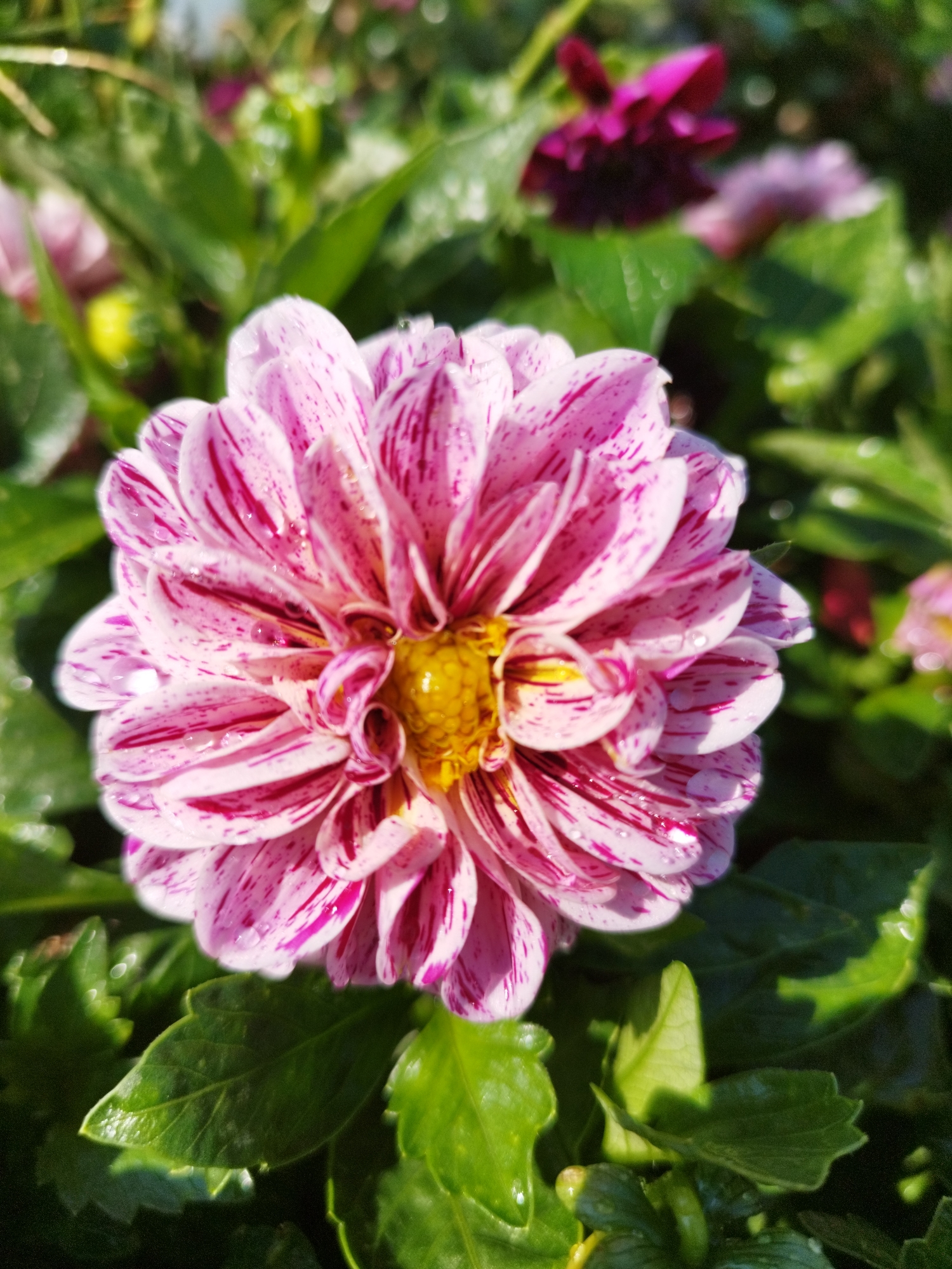 The image shows a close-up of a pink and white dahlia flower with water droplets on its petals. The flower has a yellow center. The background is blurred, showing green leaves and other flowers in shades of pink and purple. The lighting suggests it is daytime, possibly morning or late afternoon due to the dappled sunlight. The setting appears to be an outdoor garden. There is no indication of Bucharest, Romania, or any urban elements within the image.