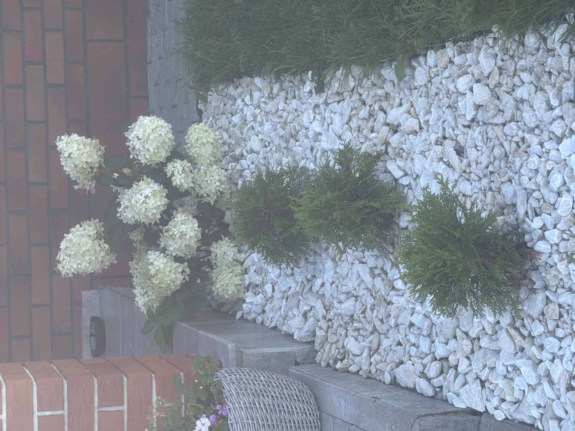 The image depicts an outdoor scene, likely a garden or pathway, with a light fog or haze present. In the foreground, a bed of white gravel is visible, interspersed with three small, conical evergreen shrubs planted in a line. To the left of the gravel bed, a grey stone border or step is present, and beside that, a portion of a grey woven basket planter containing some flowering plants, possibly geraniums with white and pink blooms, is visible. Behind the gravel bed and shrubs, a large hydrangea bush with clusters of creamy white flowers is prominent. In the background, a brick wall of reddish-brown bricks forms the backdrop. To the left of the hydrangea, a section of a brick building facade, also made of reddish-brown bricks, is visible. A dark, shallow bowl rests on a grey concrete step near the brick building. Green grass is visible to the right of the gravel bed. The scene is set in Laskino, Russia.