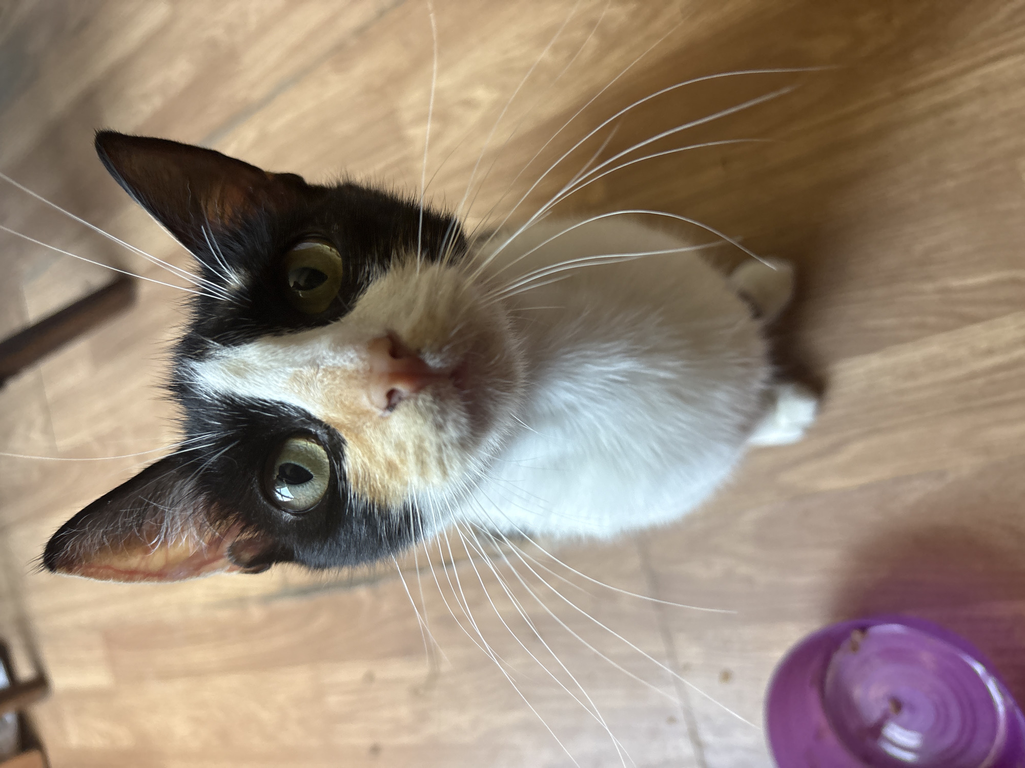 A calico cat is pictured from a high angle, looking directly at the camera. The cat is sitting on a light brown wooden floor. The cat's fur is predominantly white with patches of black and orange. Its eyes are large and green, and its whiskers are long and white. To the left of the cat, a small, purple, plastic cup with some dark debris inside is visible. The background is blurred, but appears to be an indoor setting with hints of furniture. The lighting suggests it is daytime, with light coming from above.