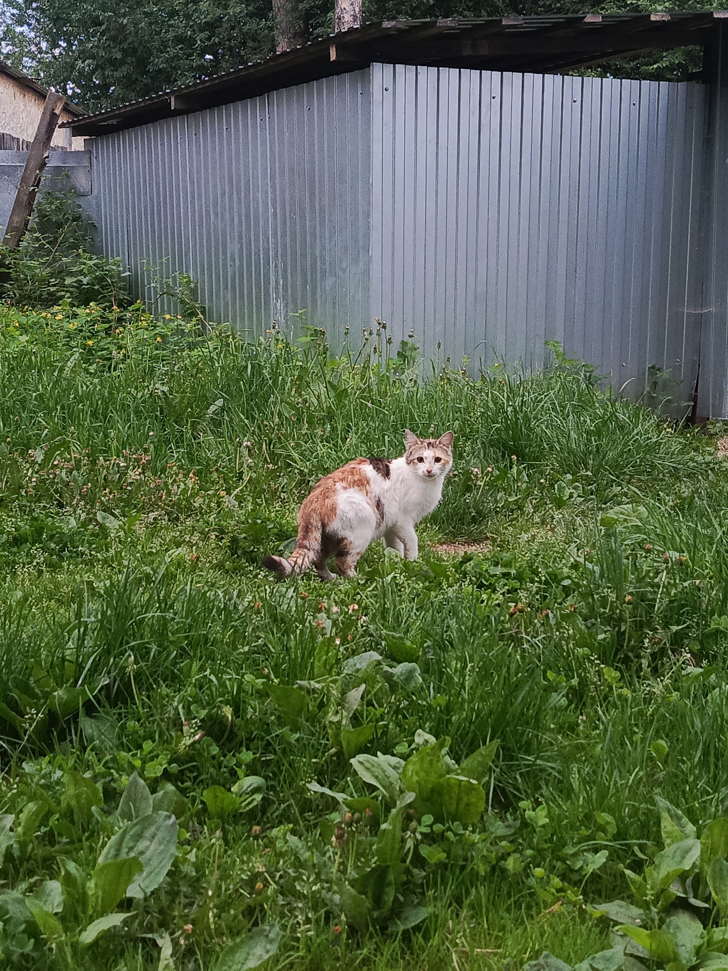 A cat is standing in a grassy area in front of a corrugated metal building. The cat is white with orange and brown markings. The grass is green and overgrown. The building is silver and has a wooden frame. There is a wooden ladder leaning against a building in the background. The location is Chaikovsky, Russia.
