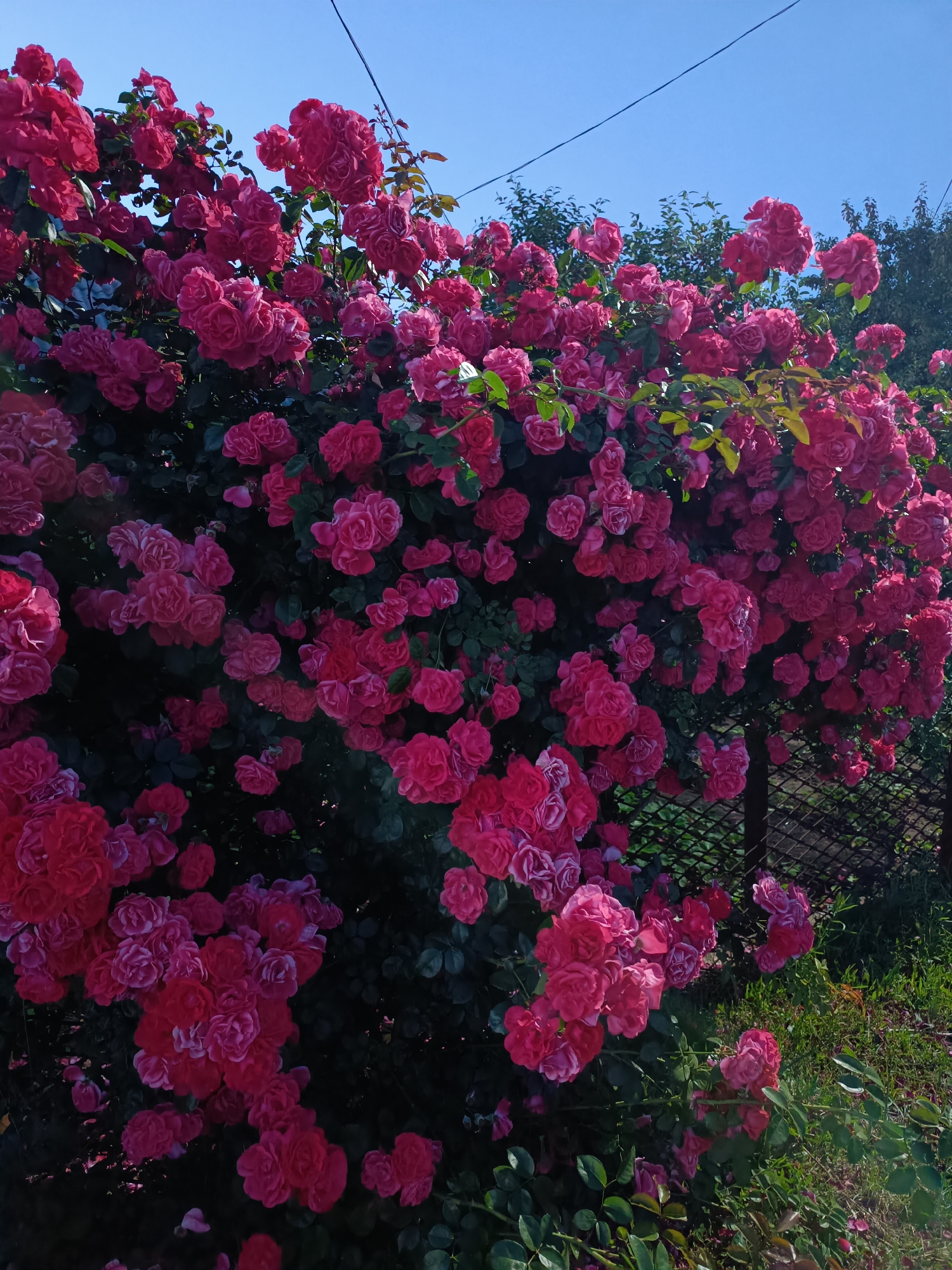 A dense bush of bright pink roses, in full bloom, dominates the frame under a clear blue sky. The roses are clustered together, with many individual blooms visible, showcasing their intricate petals and varying shades of pink, from a deep fuchsia to a lighter rose. Lush green leaves are interspersed among the flowers, providing a rich backdrop. The bush appears to be growing over a wire fence, parts of which are visible in the lower right portion of the image. Beyond the fence, green grass and some dry leaves are scattered on the ground. A thin wire or cable stretches diagonally across the upper portion of the image against the sky. The scene suggests an outdoor setting, possibly a garden or park, with the bright sunlight illuminating the vibrant colors of the roses.