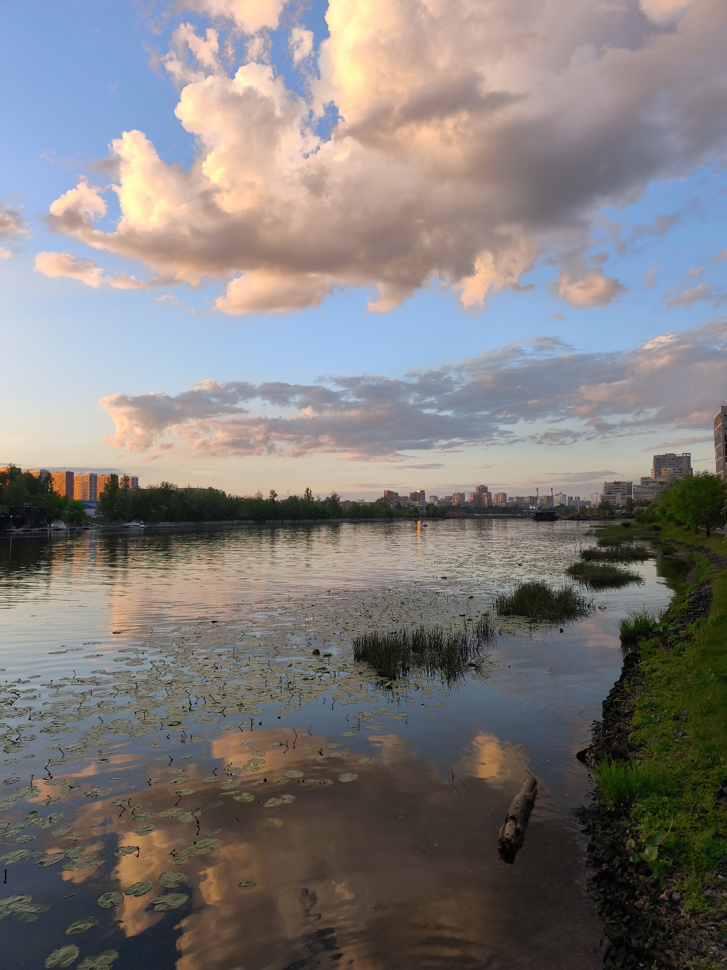 A picturesque golden hour scene captures a wide river flowing past an urban landscape in Moscow, Russia. The sky above is a clear blue, adorned with scattered cumulus clouds that glow with warm hues of orange, pink, and yellow from the low-angle sunlight, indicating either sunrise or sunset. These vibrant cloud colors are beautifully reflected on the calm surface of the river.
In the foreground, the tranquil expanse of water is dotted with numerous green lily pads and patches of reeds, contributing to the serene atmosphere. A dark log floats gently near the right bank, which is covered with lush green grass and some visible dark soil or rocks.
Across the river, the opposite bank is lined with a dense strip of green trees. Behind these trees, several modern, multi-story buildings of a city skyline are visible, with some structures on the left intensely illuminated by the golden light. Further down the river, more distant urban development and what appears to be a bridge can be seen. The entire scene evokes a sense of peace and natural beauty within an urban setting. There are no people visible, nor any discernible text. The weather is clear with scattered clouds, and the water is calm.