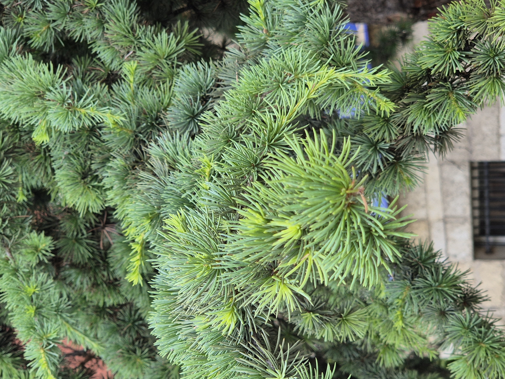 The image shows a close-up view of lush green pine branches. The needles are dense and appear to be a mix of dark green and lighter, fresh green tips. The branches are layered, creating a sense of depth and texture. In the background, a blurred view of a building with a light-colored stone facade and a dark barred window is visible. A dark tree trunk is also partially visible on the right side of the image. The overall impression is one of natural growth against an urban backdrop.